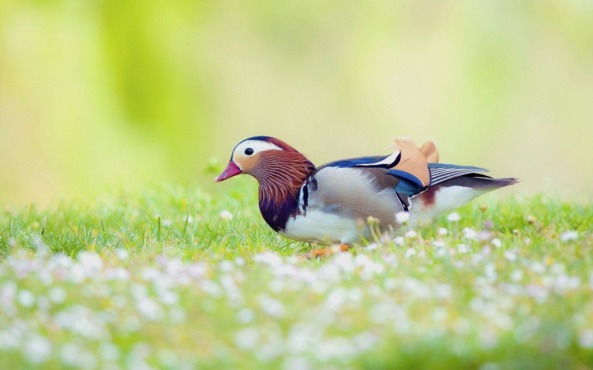 Download 1920x1080 HD Birds Mandarin Duck Wallpaper