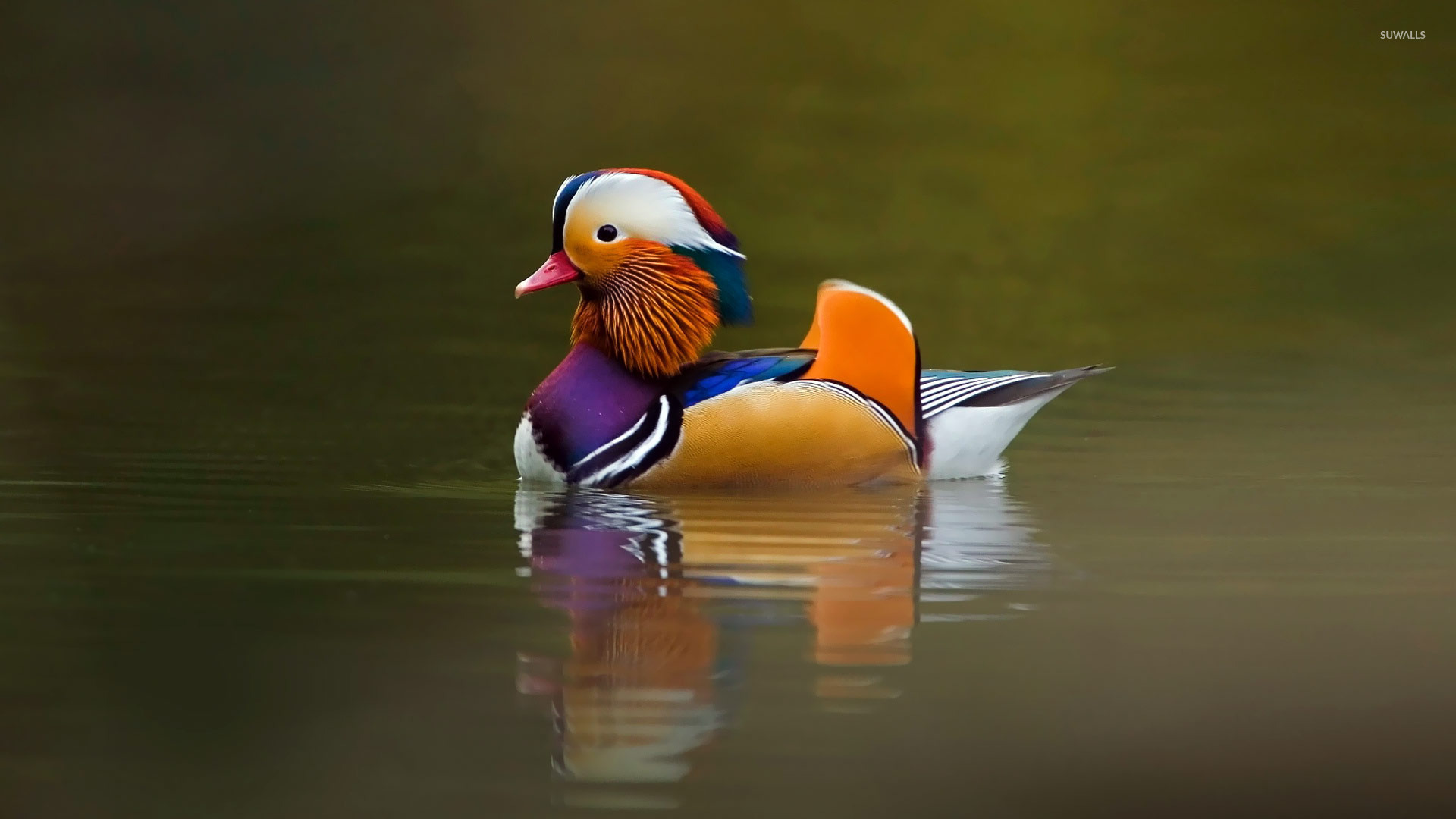 Mandarin duck [4] wallpaper wallpaper