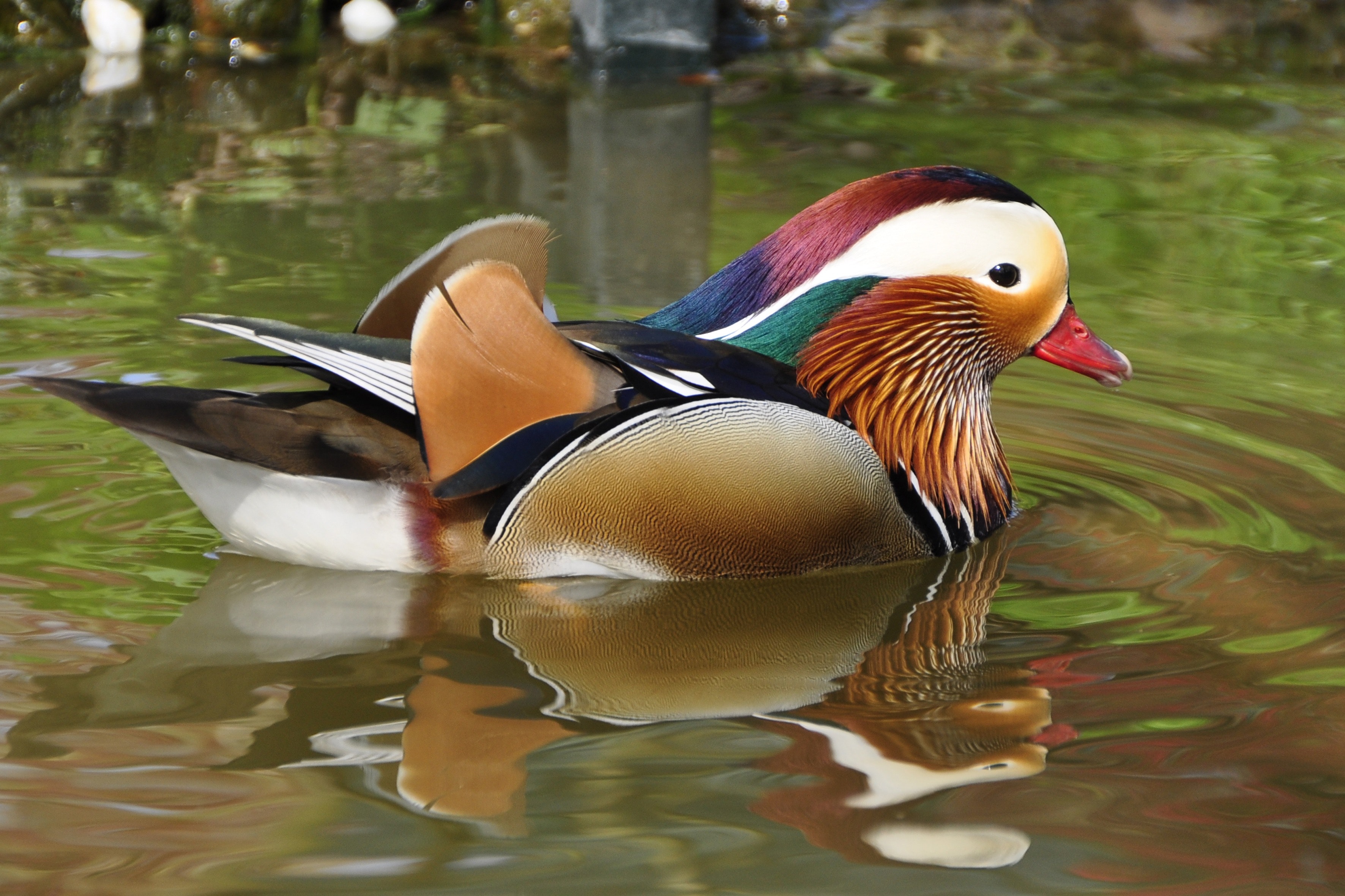 Mandarin Duck Photo, Download The BEST