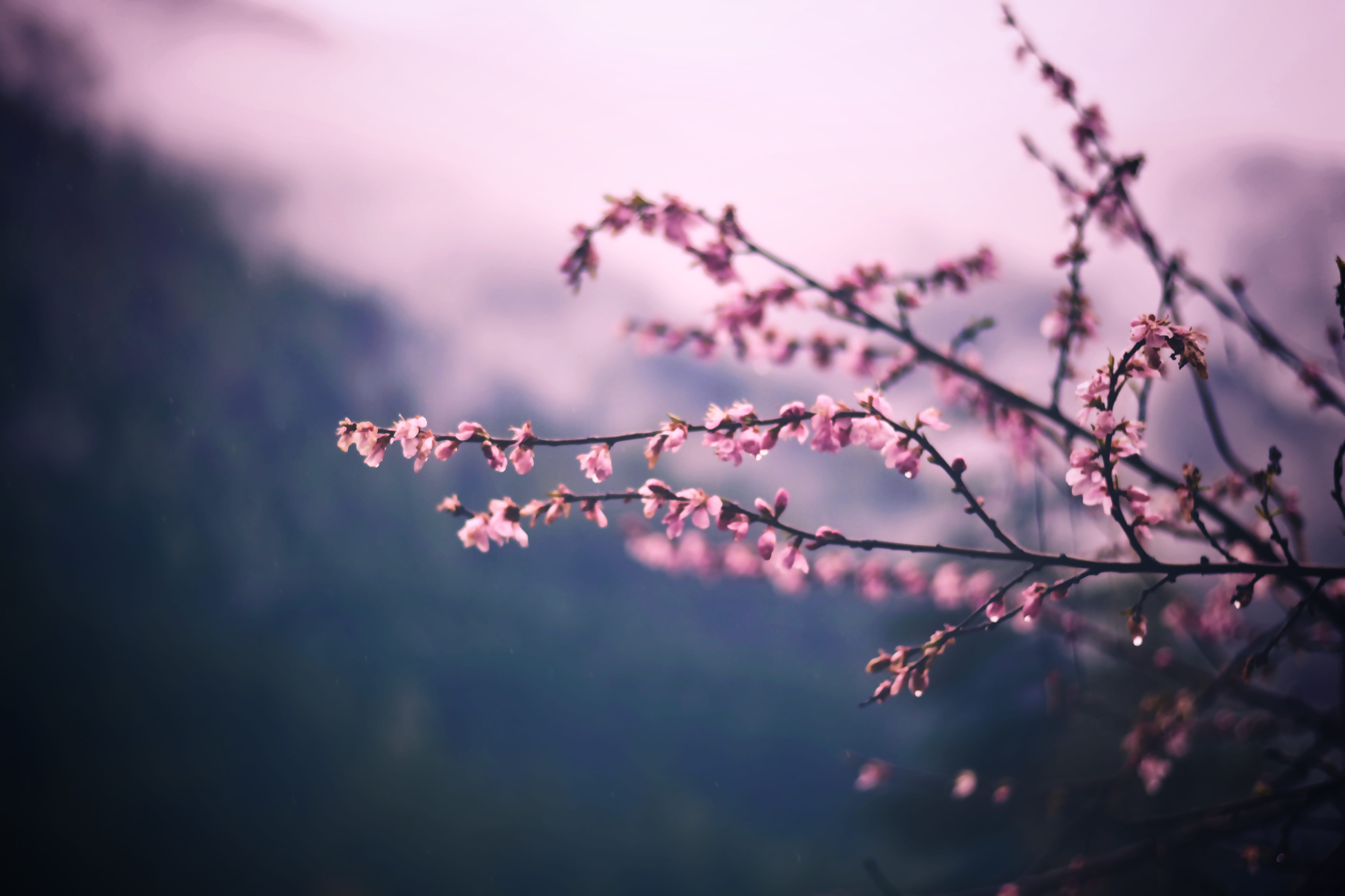 Wallpaper / nature, dew, fog, selective, blossom, photo, morning, beautiful, forest, spring, growth, photography, outdoors, pink color, environment, flower head, indium free download