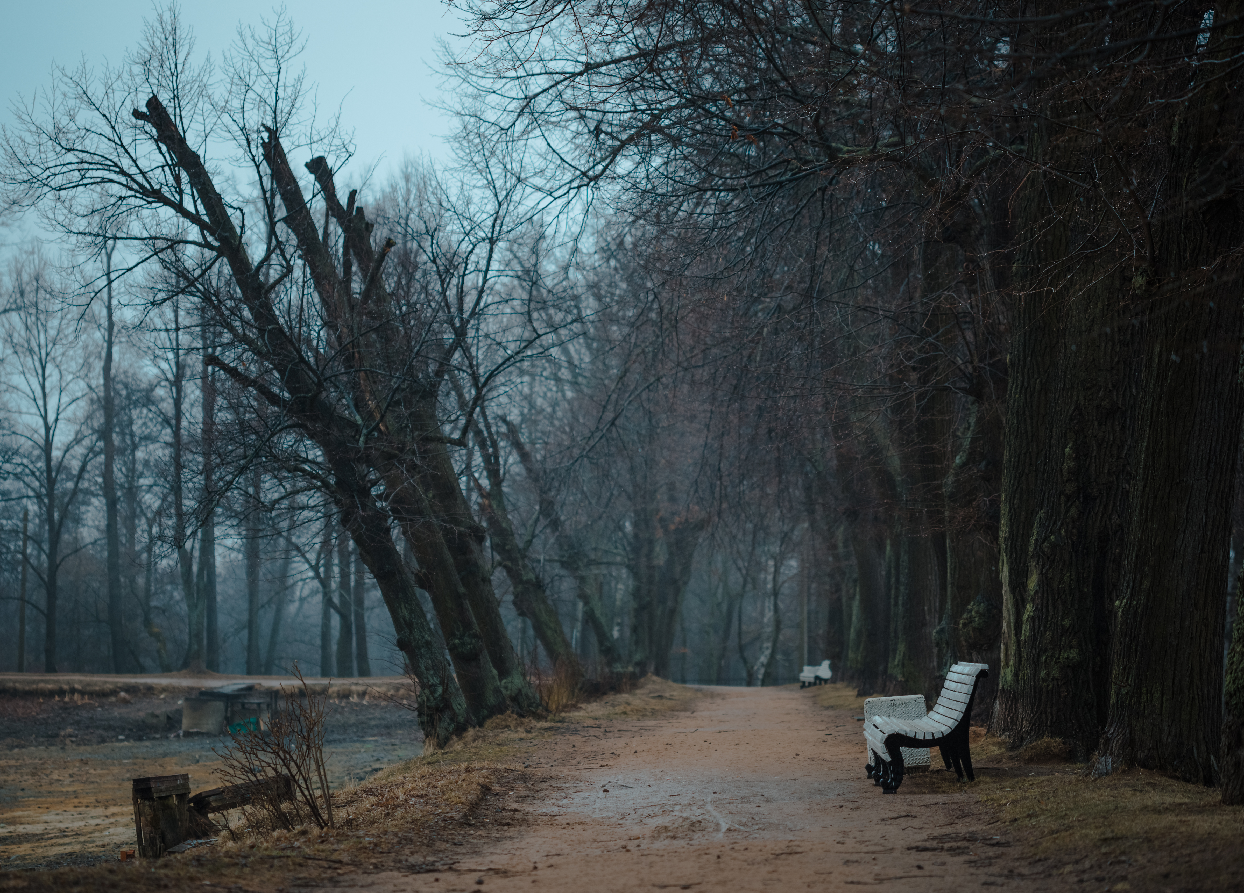 Wallpaper, sunlight, trees, landscape, forest, water, nature, sky, park, winter, rain, wood, branch, morning, mist, frost, bench, Canon, atmosphere, path, spring, Freezing, cloud, tree, fog, weather, mood, dof, march, canoneos6d, woodland