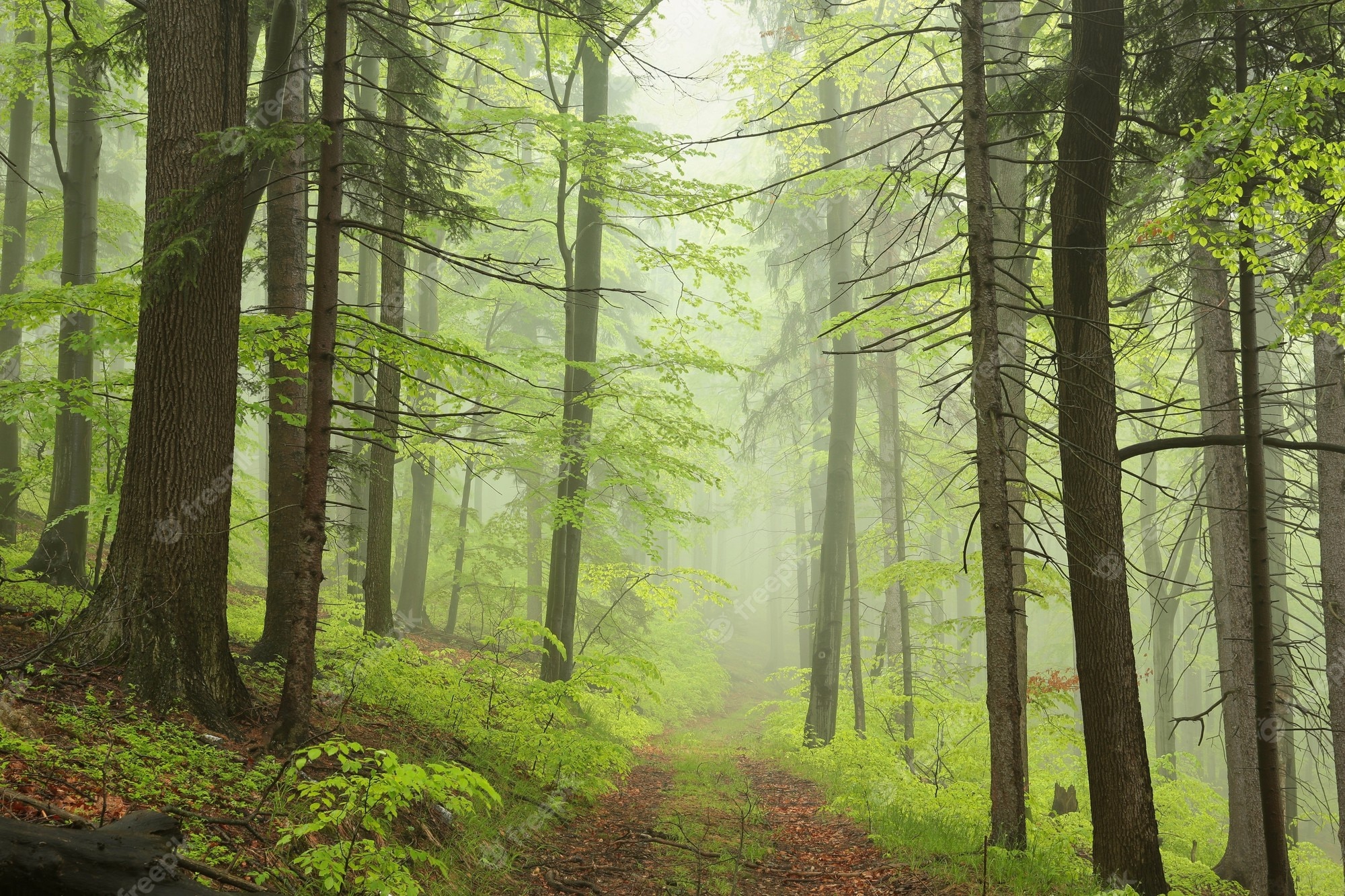 Premium Photo. Trailing deciduous forest in foggy rainy weather