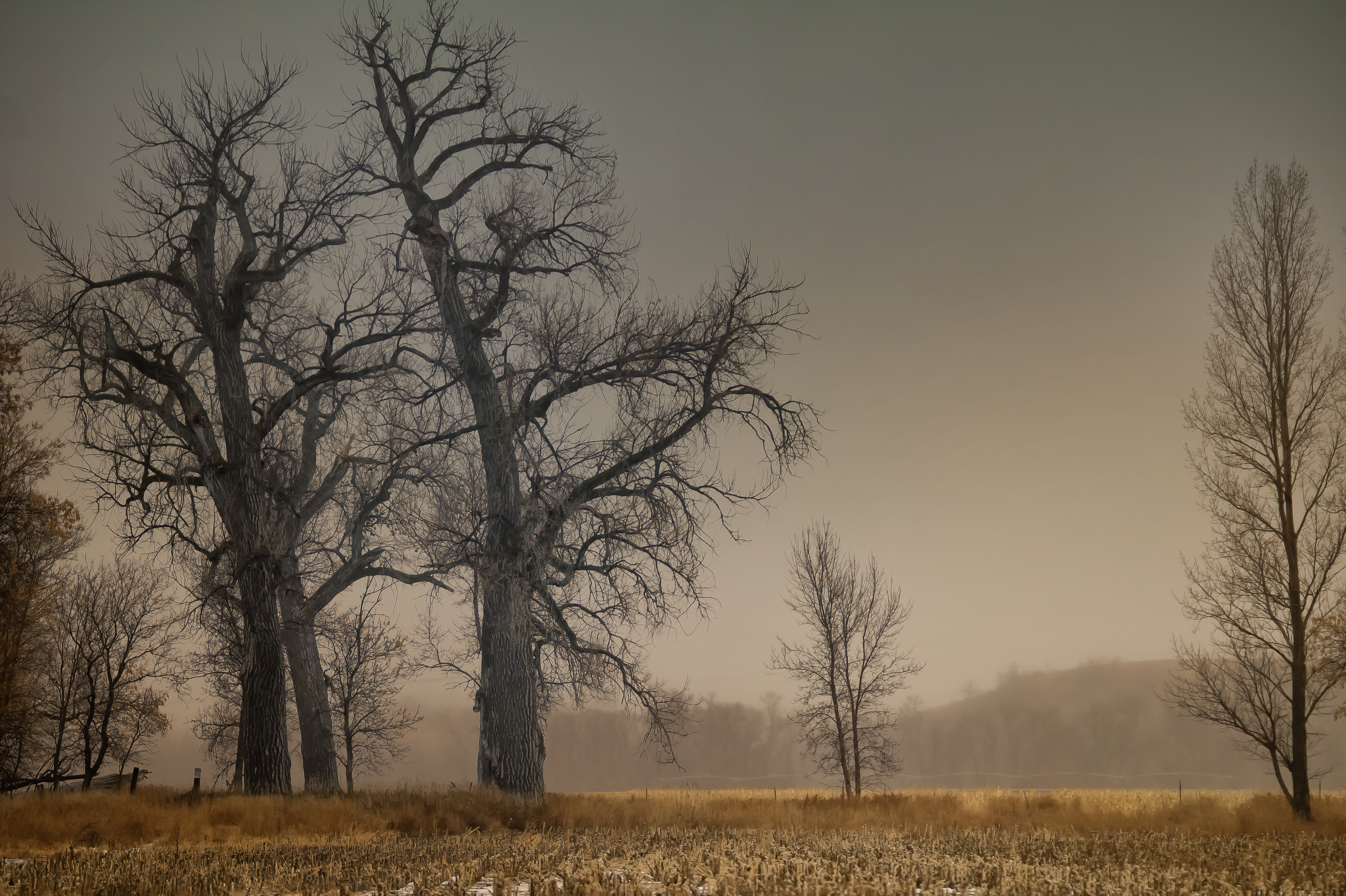 Wallpaper, mist, rain, fog, cornfield, rainyday, January, northdakota, prairie, wintersday, cottonwoodtrees, burleighcounty, nikond northerngreatplains, tamron150600562 4598x3060