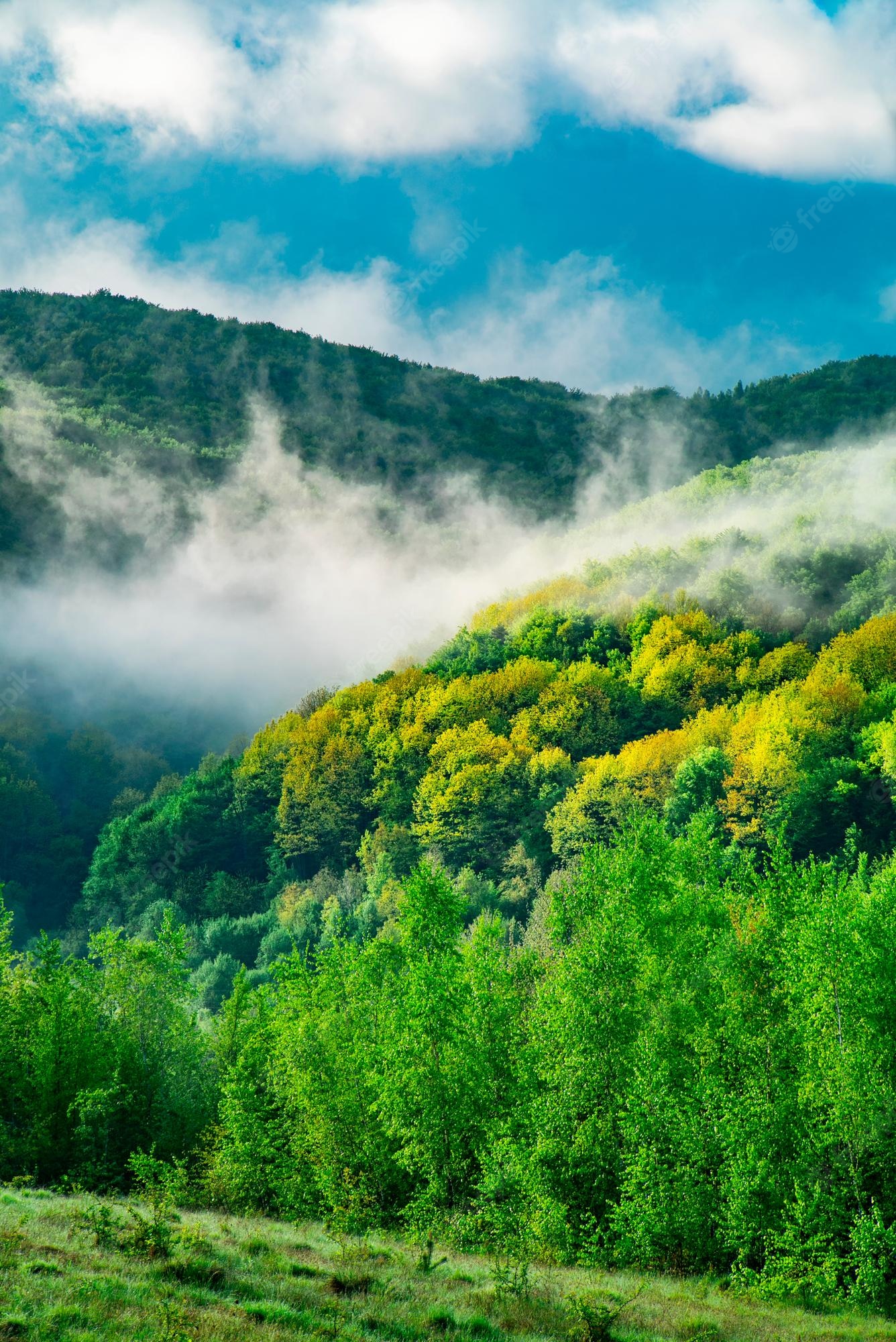 Premium Photo. Morning fog in the pea mountain hills are covered with trees on which fog in the morning light the sky is covered with clouds on a cool spring day