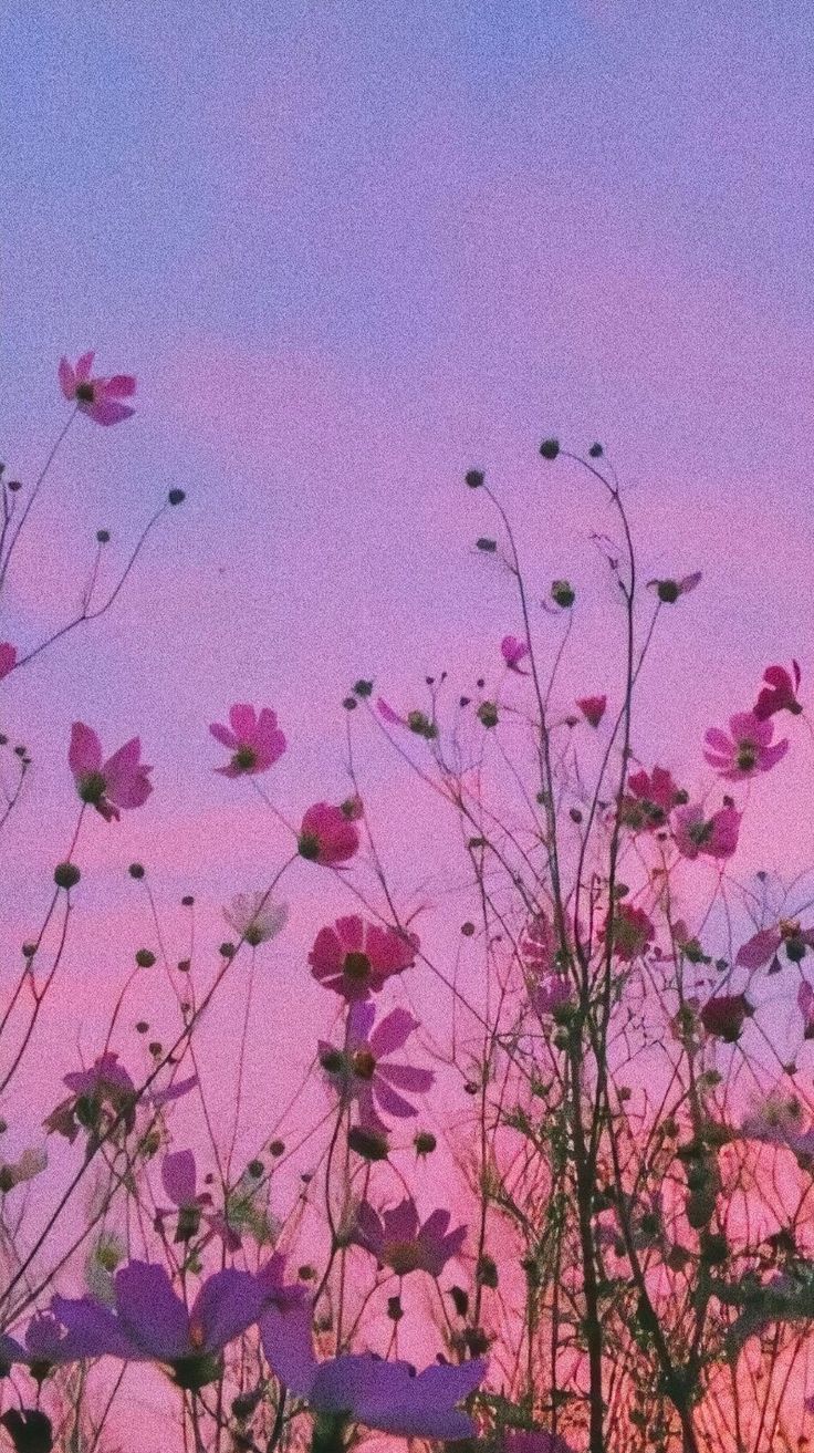 Purple aesthetic. Purple flowers wallpaper, Aesthetic iphone wallpaper, Flower wallpaper