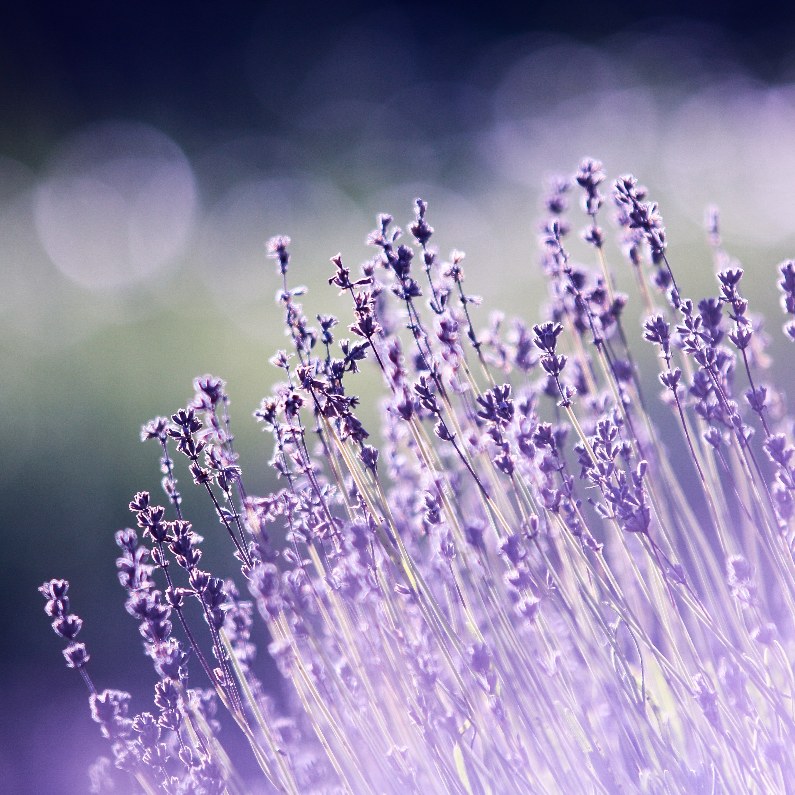Lavender flowers Wallpaper 4K, Bokeh, Blur, Garden, Flowers