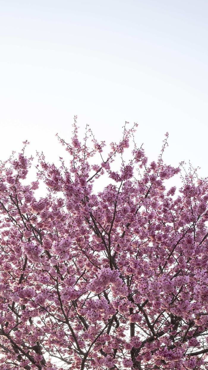 Free Aesthetic Spring Mobile Wallpaper