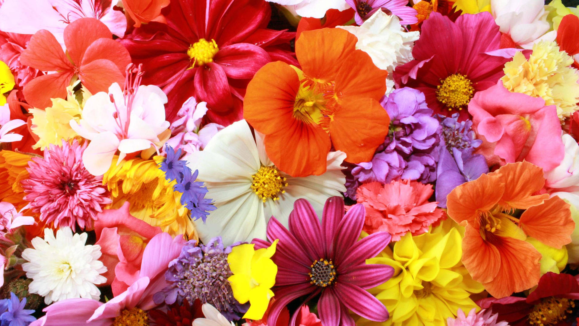 Download 2560x1440 Spring Colorful Flowers Together Wallpaper