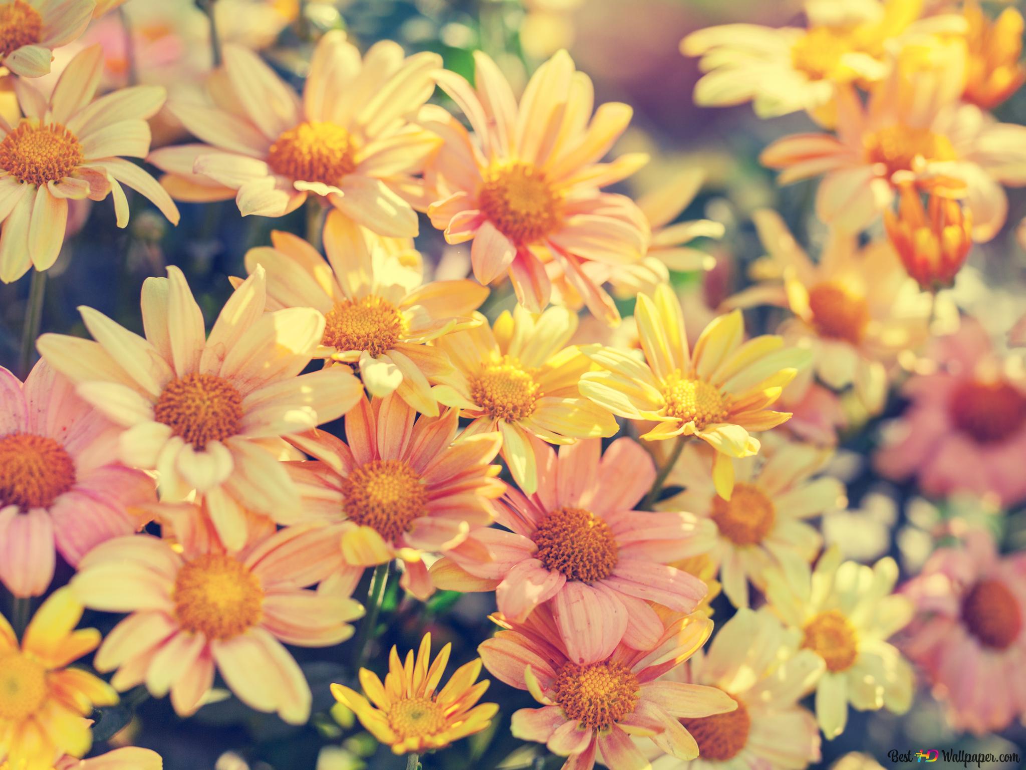 Colorful spring flowers 2K wallpaper download