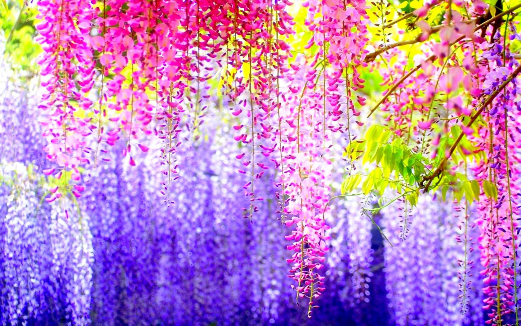 Spring Flower Gardens Desktop Wallpaper