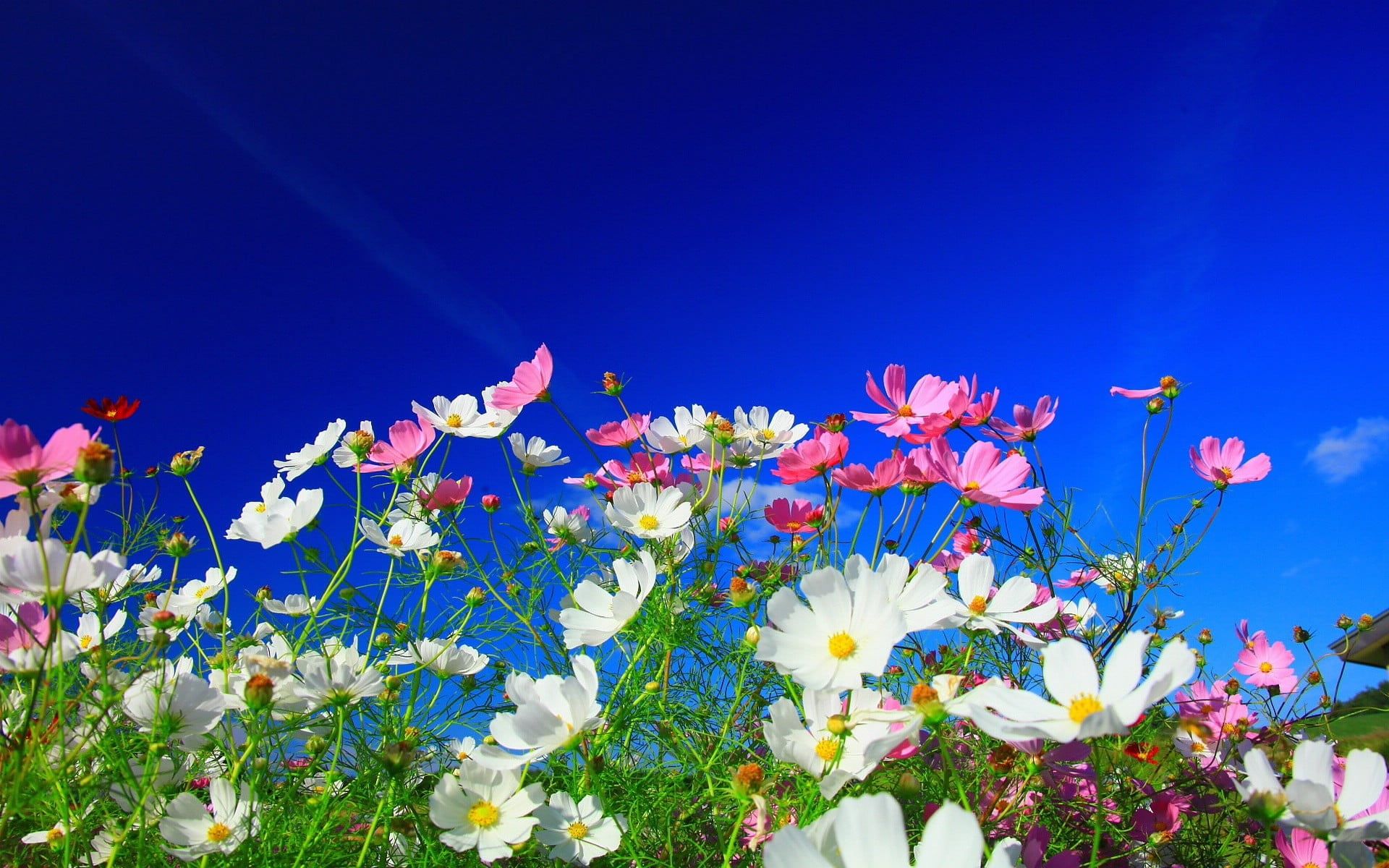 white and pink daisy flowers #flowers #nature white flowers pink flowers Cosmos (flower) #plants #colorful. Papel de parede flores, Flores brancas, Meditação