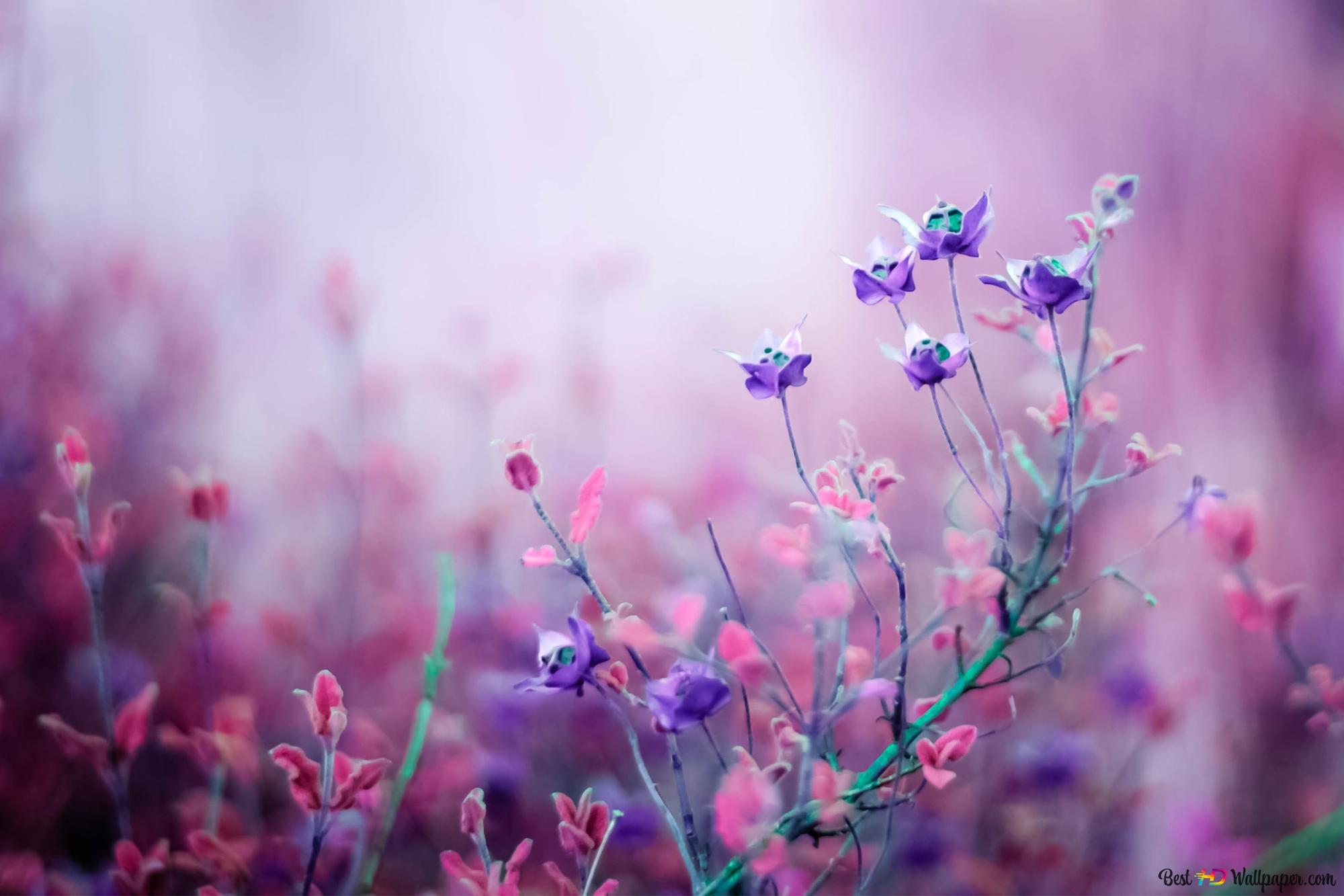 Nature flowers 2K wallpaper download