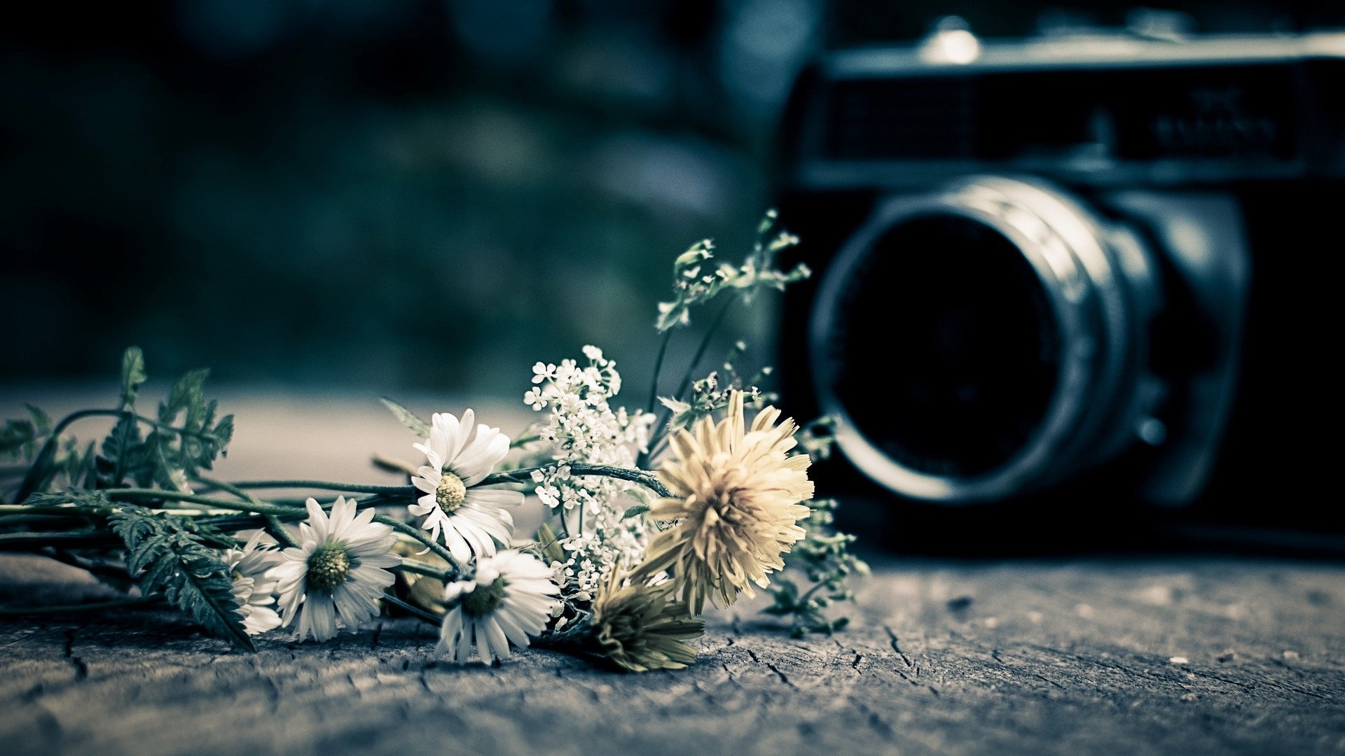 white, black, flowers, photography, camera, blue, spring, light, color, flower, photograph, darkness, computer wallpaper, close up, macro photography, digital camera, single lens reflex camera, still life photography Gallery HD Wallpaper