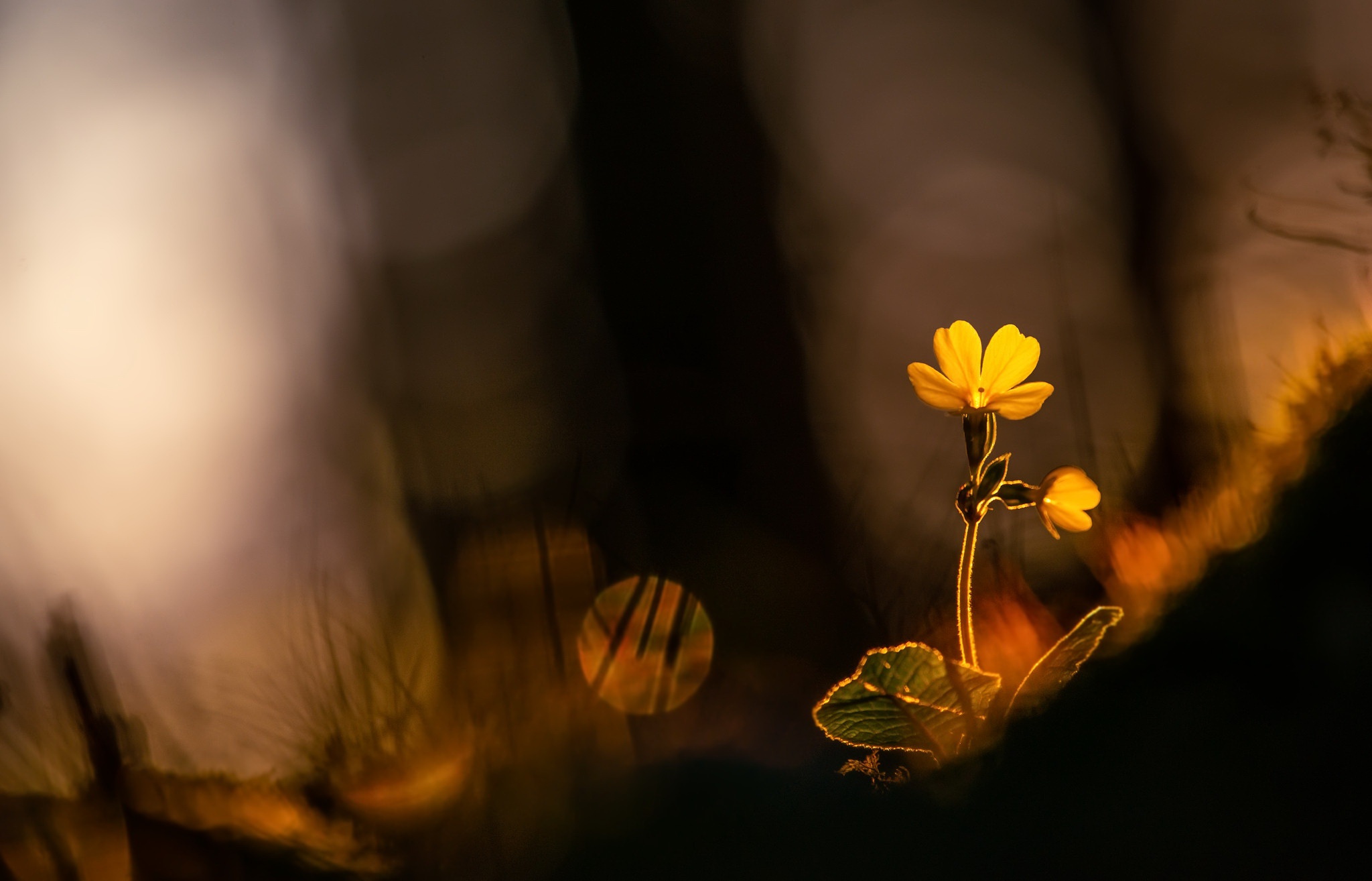 Flower HD, Bokeh, Spring, Nature, Yellow Flower Gallery HD Wallpaper