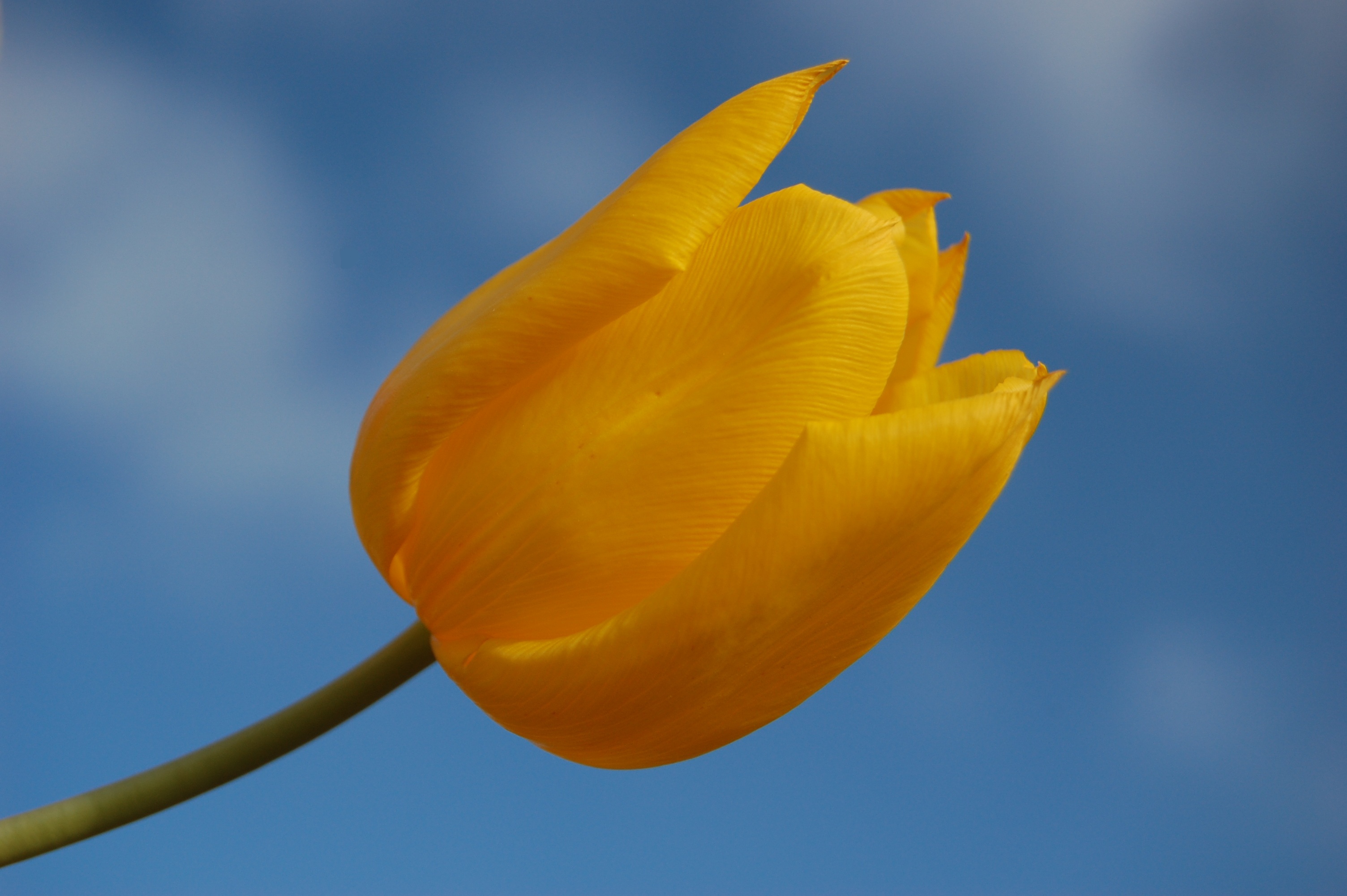 Wallpaper, flowers, blue, light, red, sky, Sun, sunlight, flower, colour, detail, macro, green, yellow, closeup, spring, day, purple, tulips, Cream, first, Sunny, tulip 3008x2000