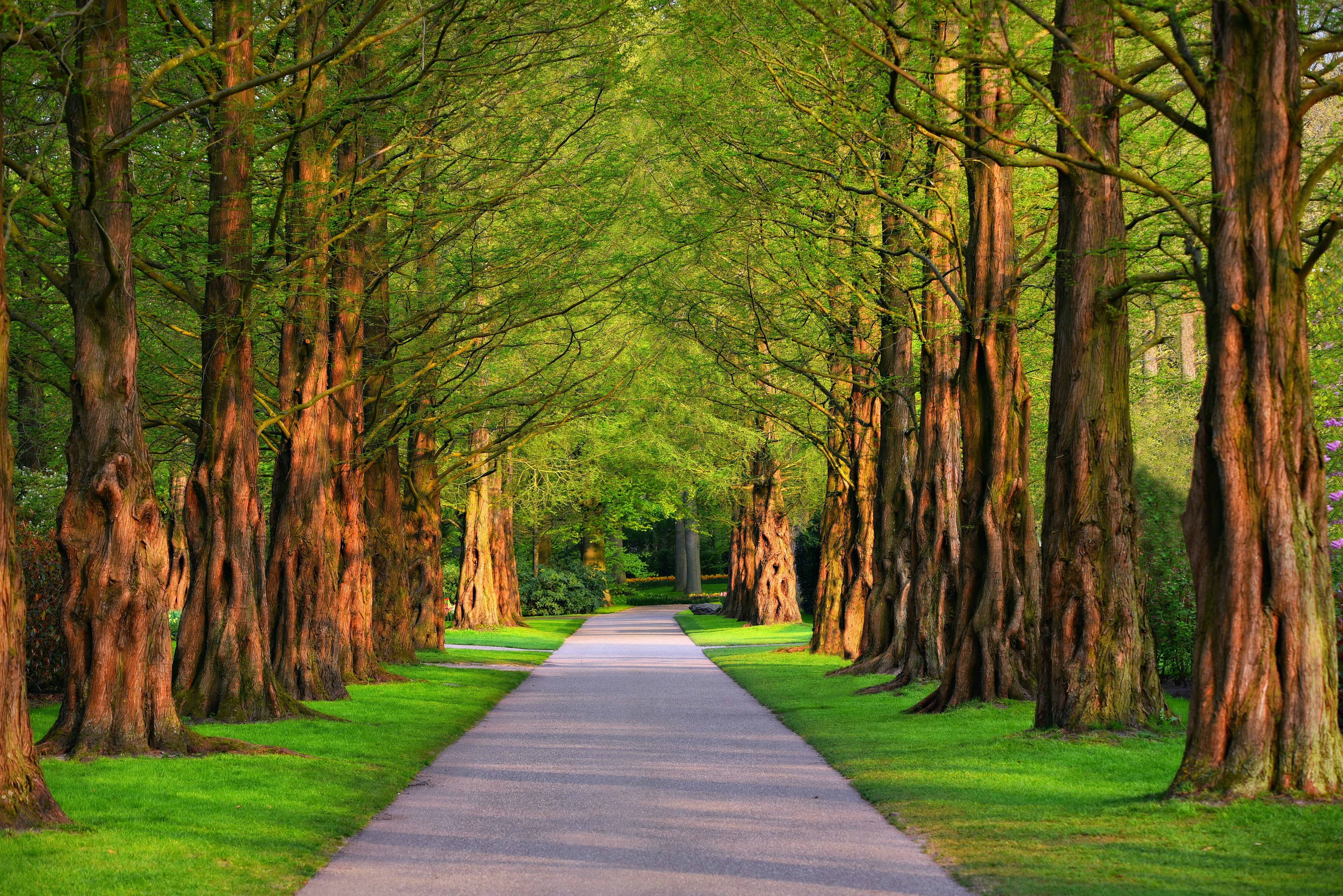 Wallpaper / footpath, concrete, summer, pathway, alley, transportation, nature, land, forest, trees, the way forward, treelined, green color, tranquility, tree canopy free download