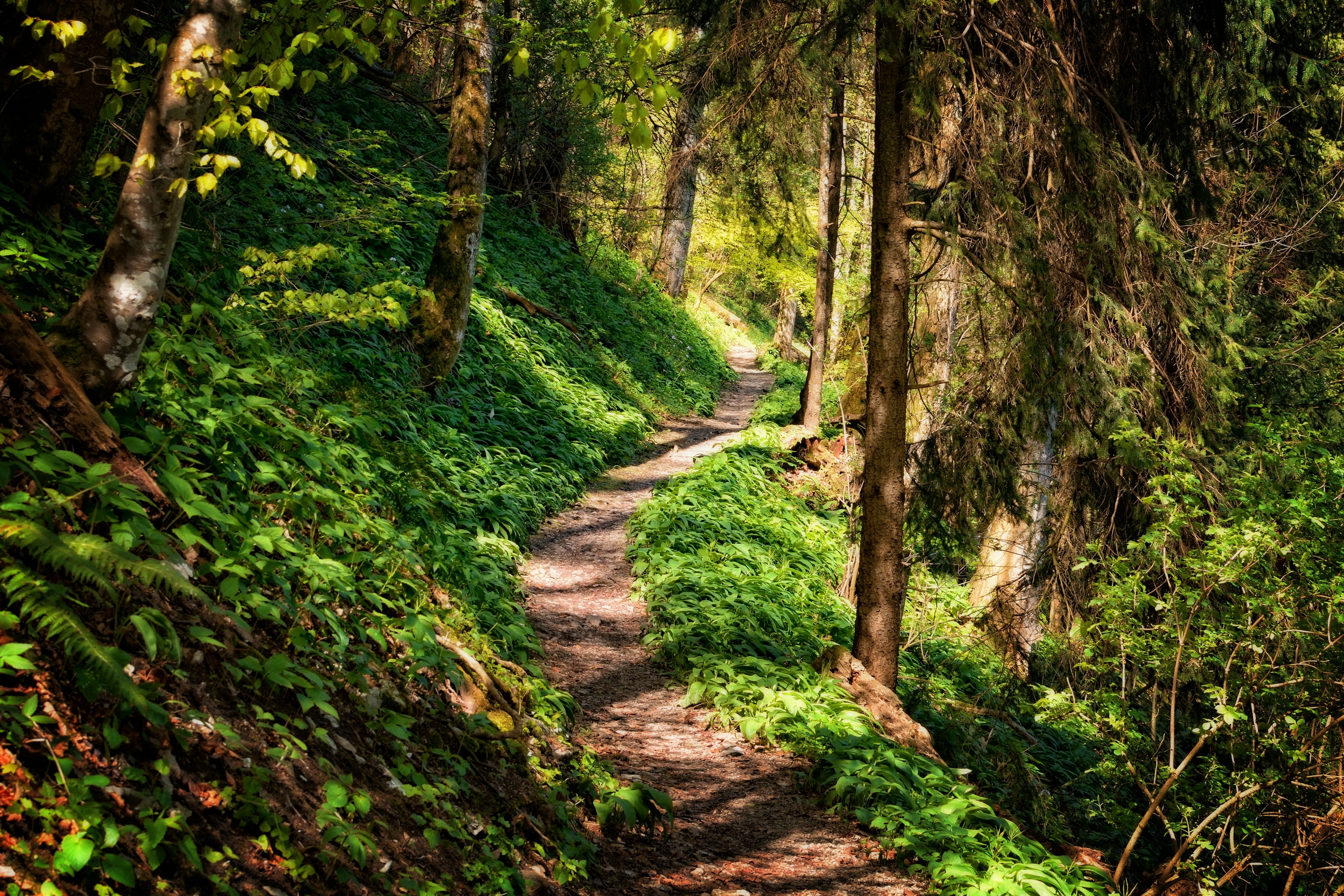 Wallpaper / Footpath, Path, Green Color, Tranquil Scene, Summer, Tranquility, Landscape, Environment, Non Urban Scene, Hiking, Woodland, No People, Relaxation, Pathway Free Download