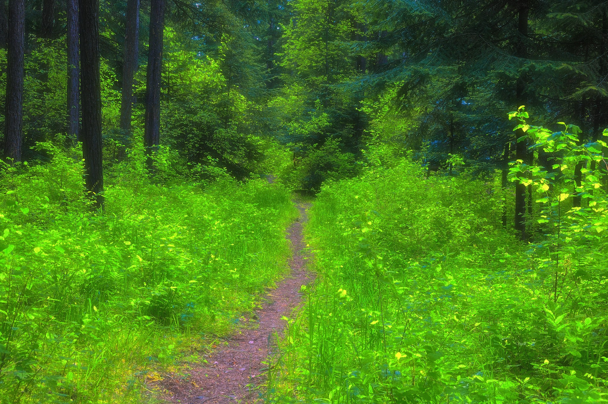 Summer, Forests, Trail, Grass Gallery HD Wallpaper