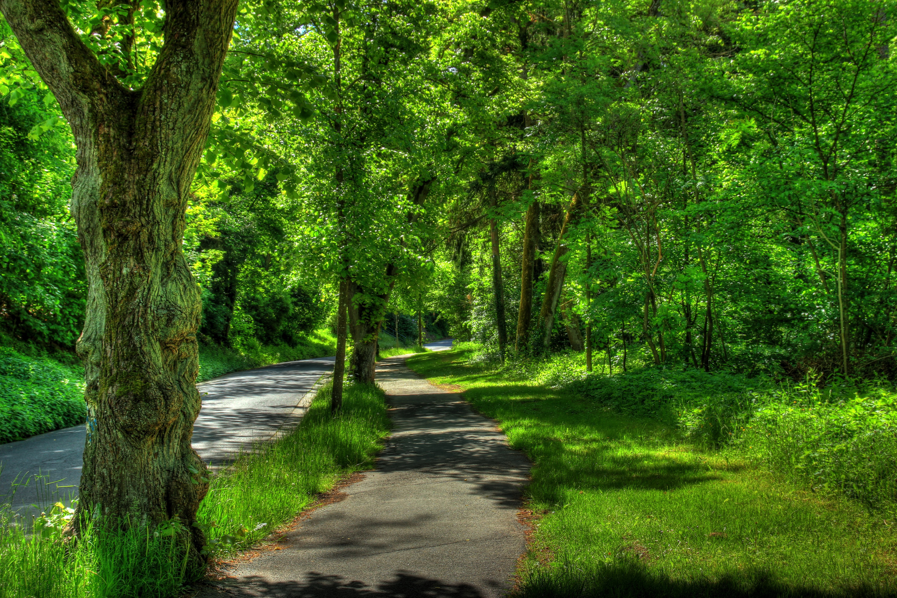 Mobile wallpaper: Trees, Germany, Wetzlar, Park, Nature, Summer, Hdr, 86835 download the picture for free