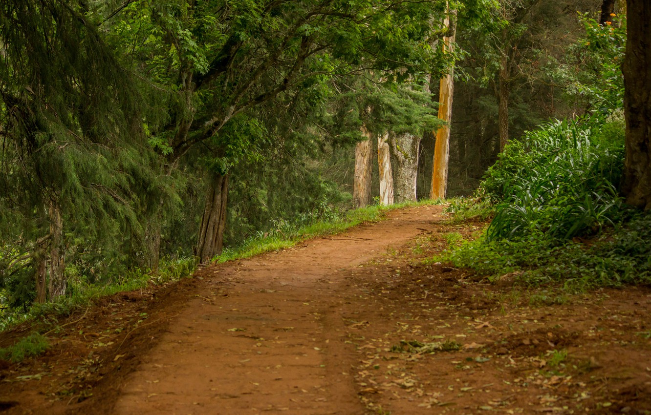 Wallpaper road, forest, summer, trail image for desktop, section природа