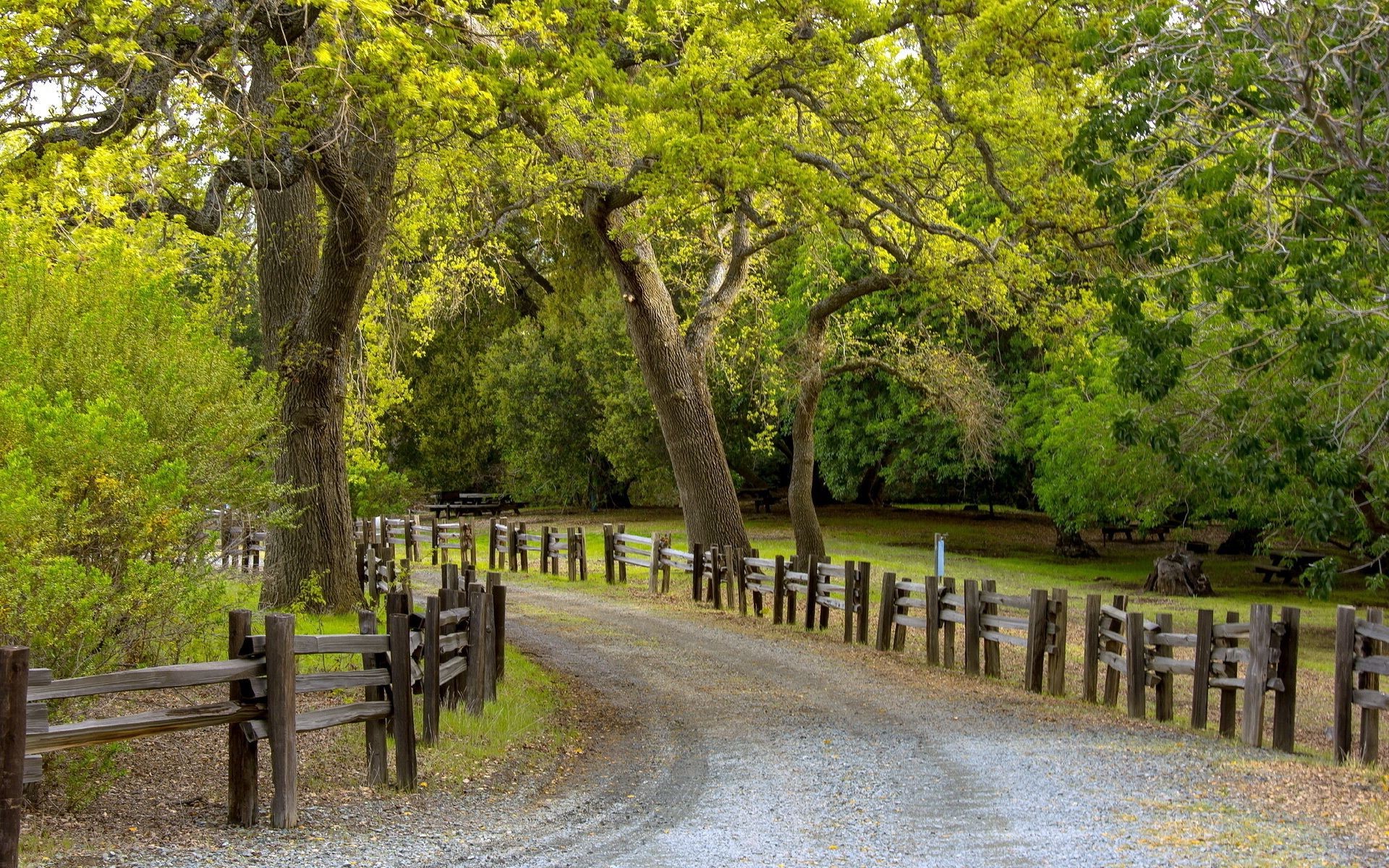 Forest trail in the summer in the village wallpaper