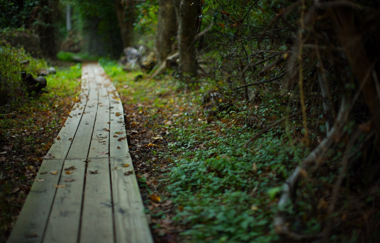 Wallpaper road, forest, summer, nature, beauty, plants, path image for desktop, section природа