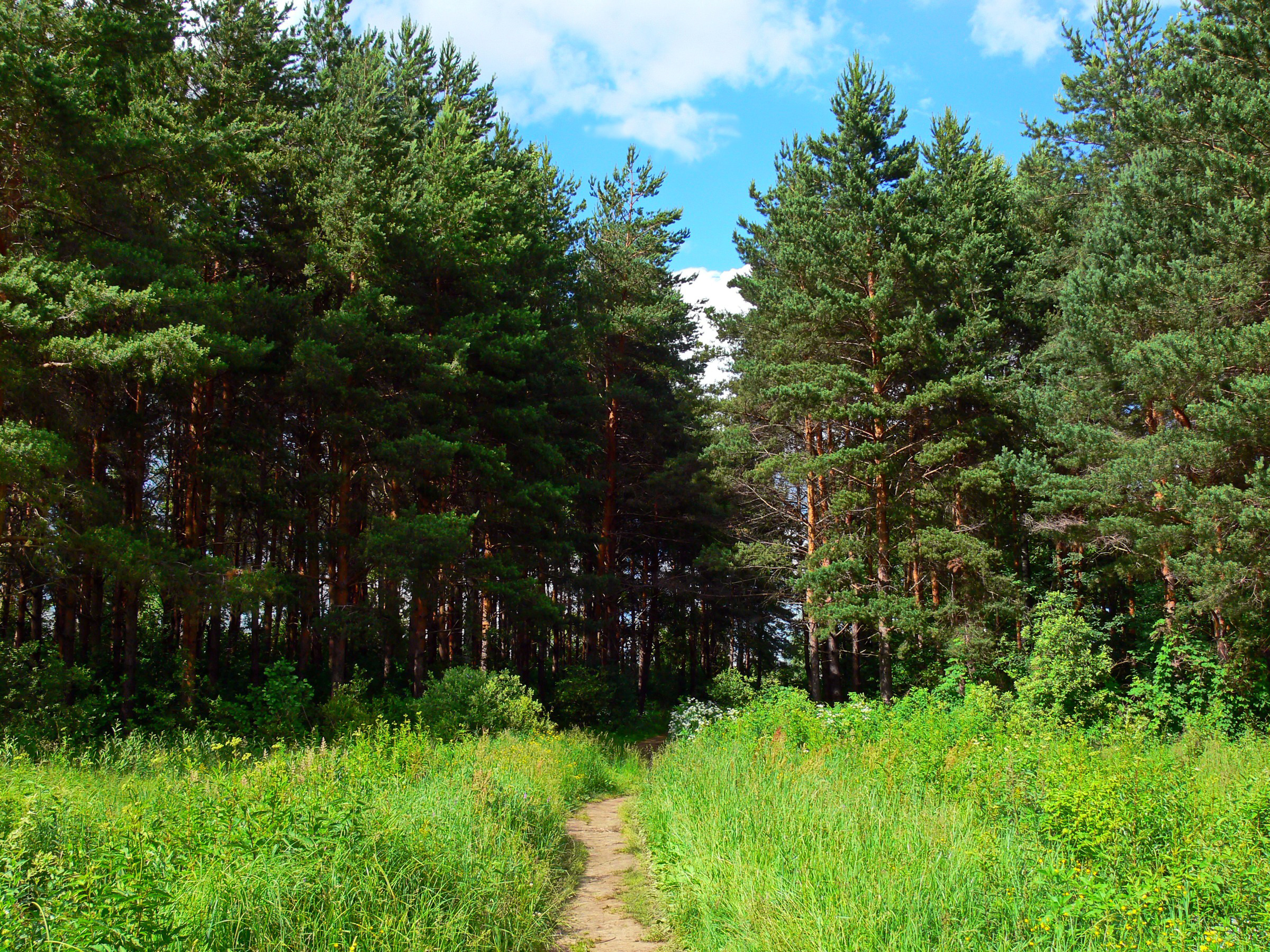 Image Russia path Summer Nature forest Grass Trees 2400x1800