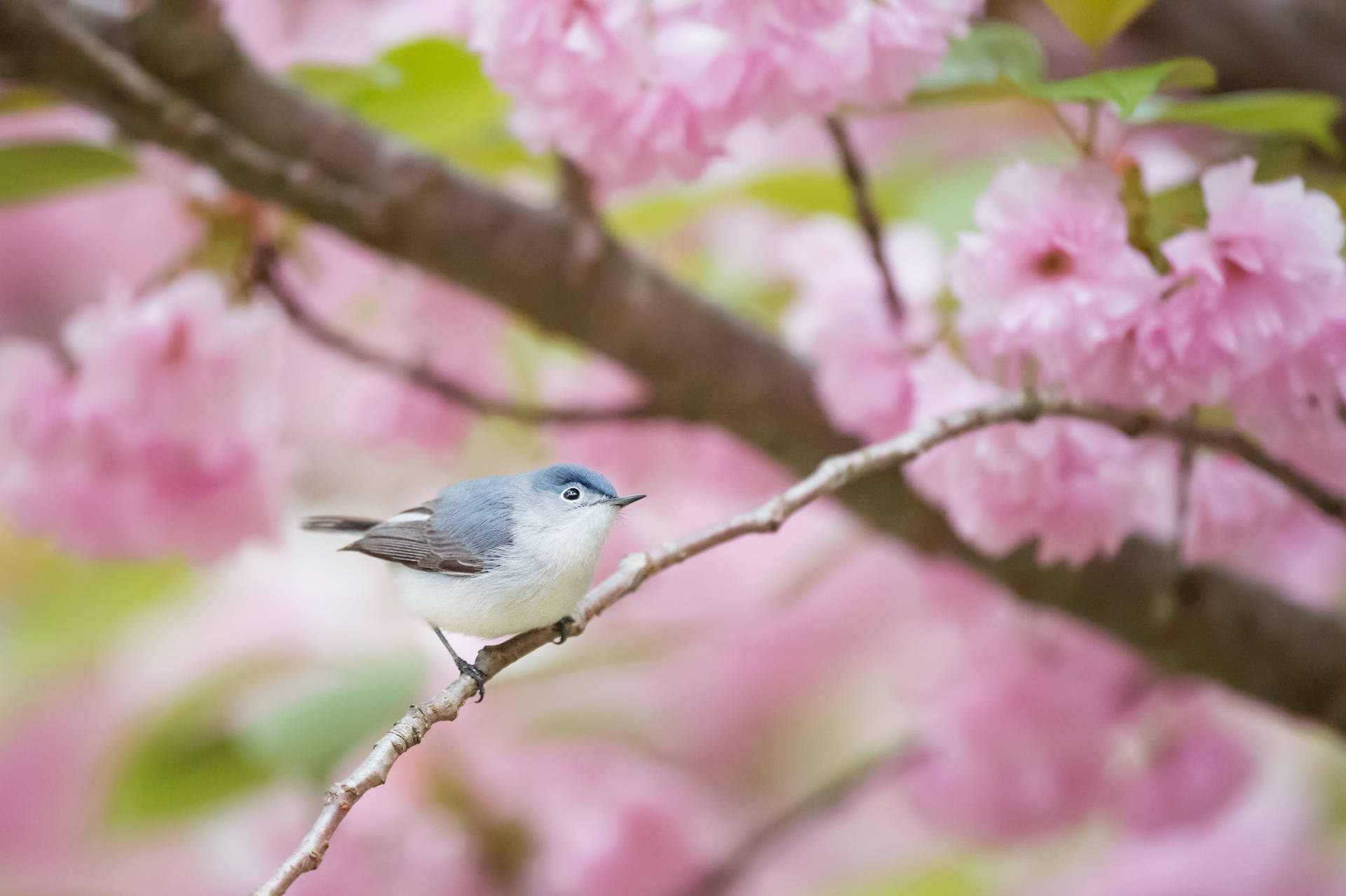 Free HD Spring Picture, HD Spring Picture for FREE