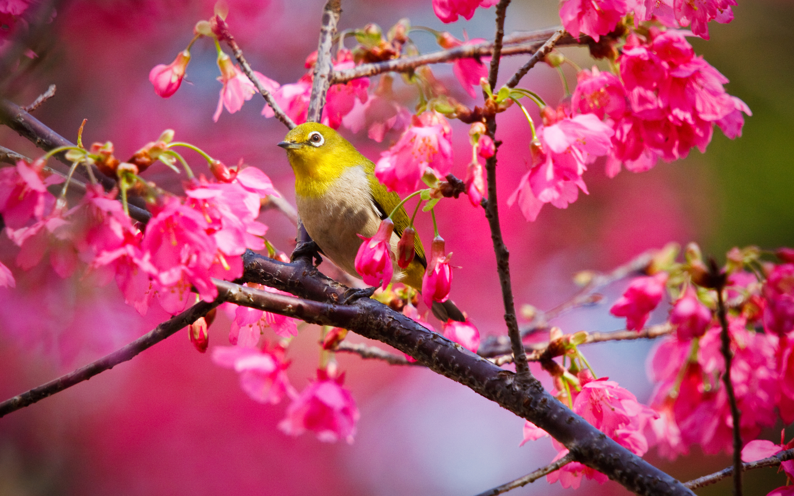 Wallpaper 4k Mountain Cherry Bird Wallpaper