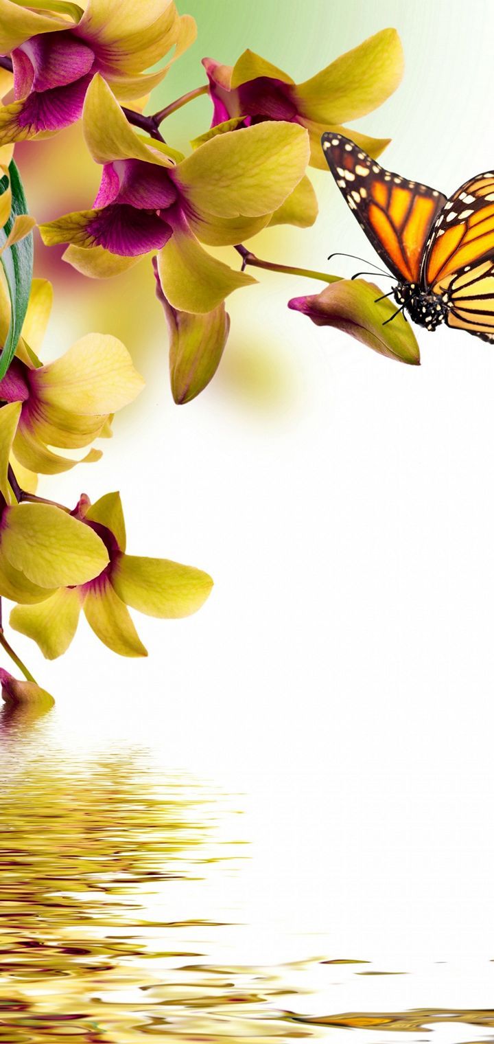 Butterflies Orchid Painting Art Animals Wallpaper - [720x1520]. iPhone spring wallpaper, Spring wallpaper, Spring wallpaper hd