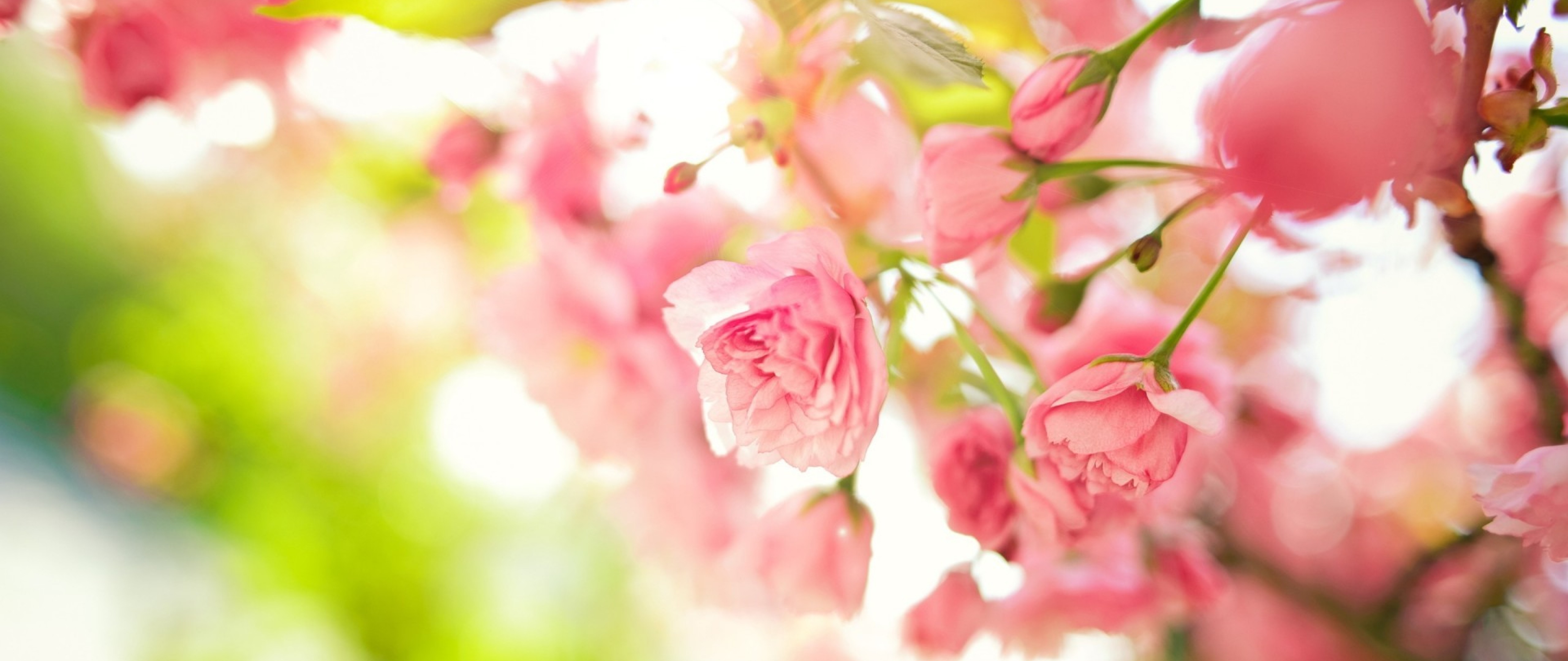 Pink spring flowers HD Wallpaper 4K Ultra HD Wide TV