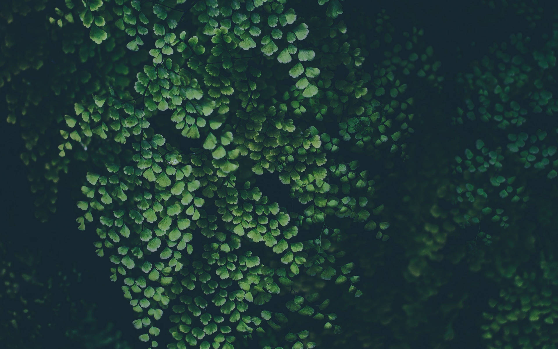 Download Delta Maidenhair Fern Plant 4k Background Wallpaper