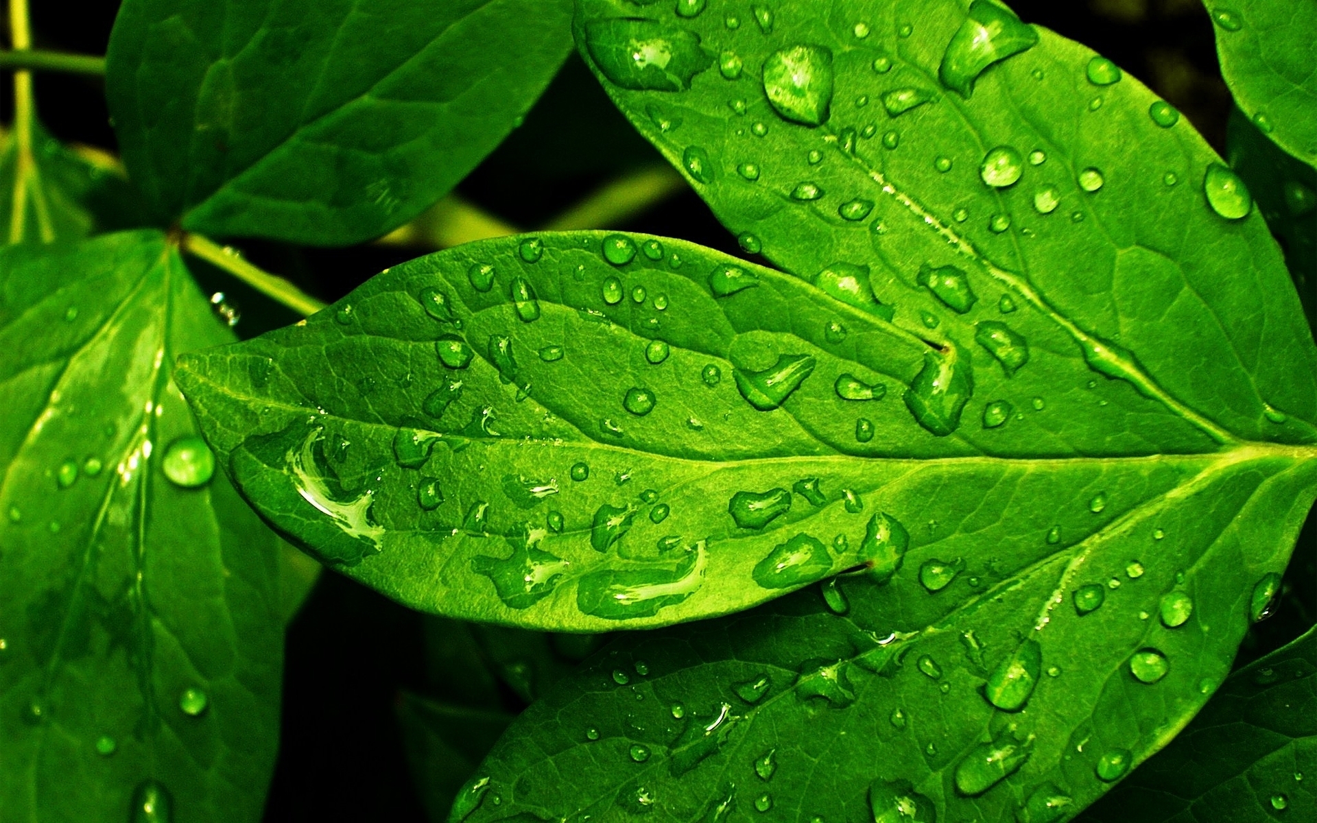 Plants HD wallpaper