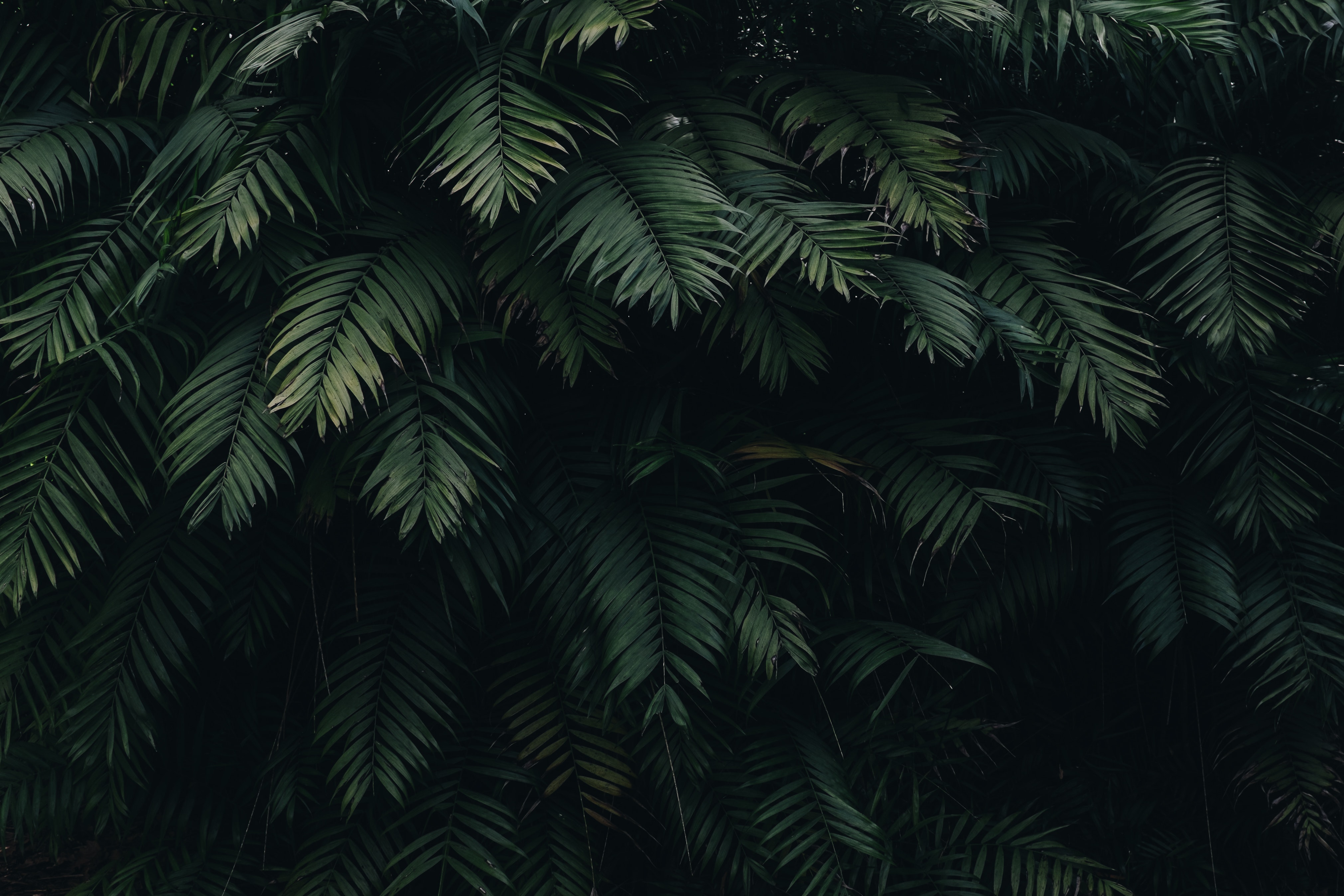 4K Plant Wallpaper and Background Image