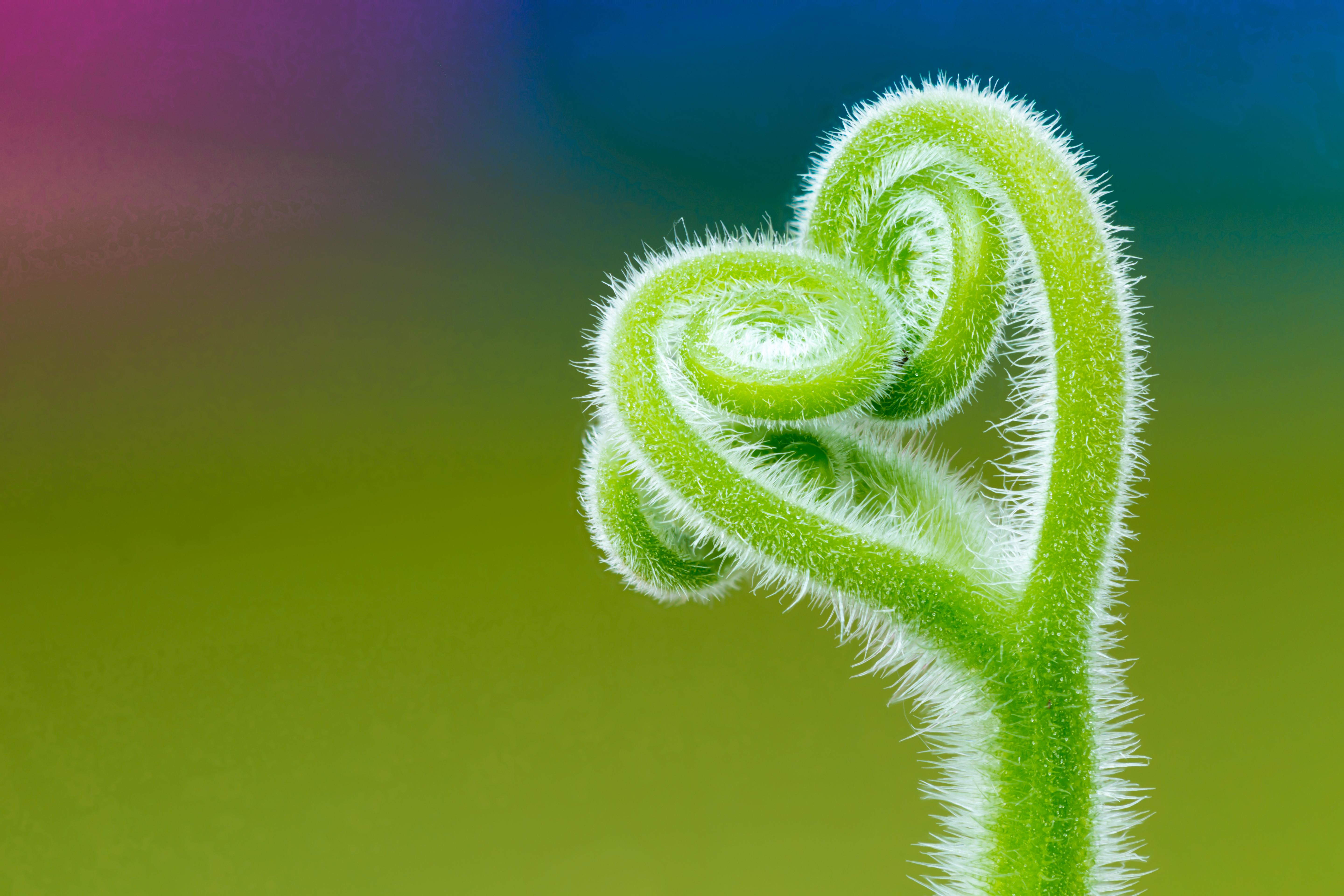Plant 4k Ultra HD Wallpaper