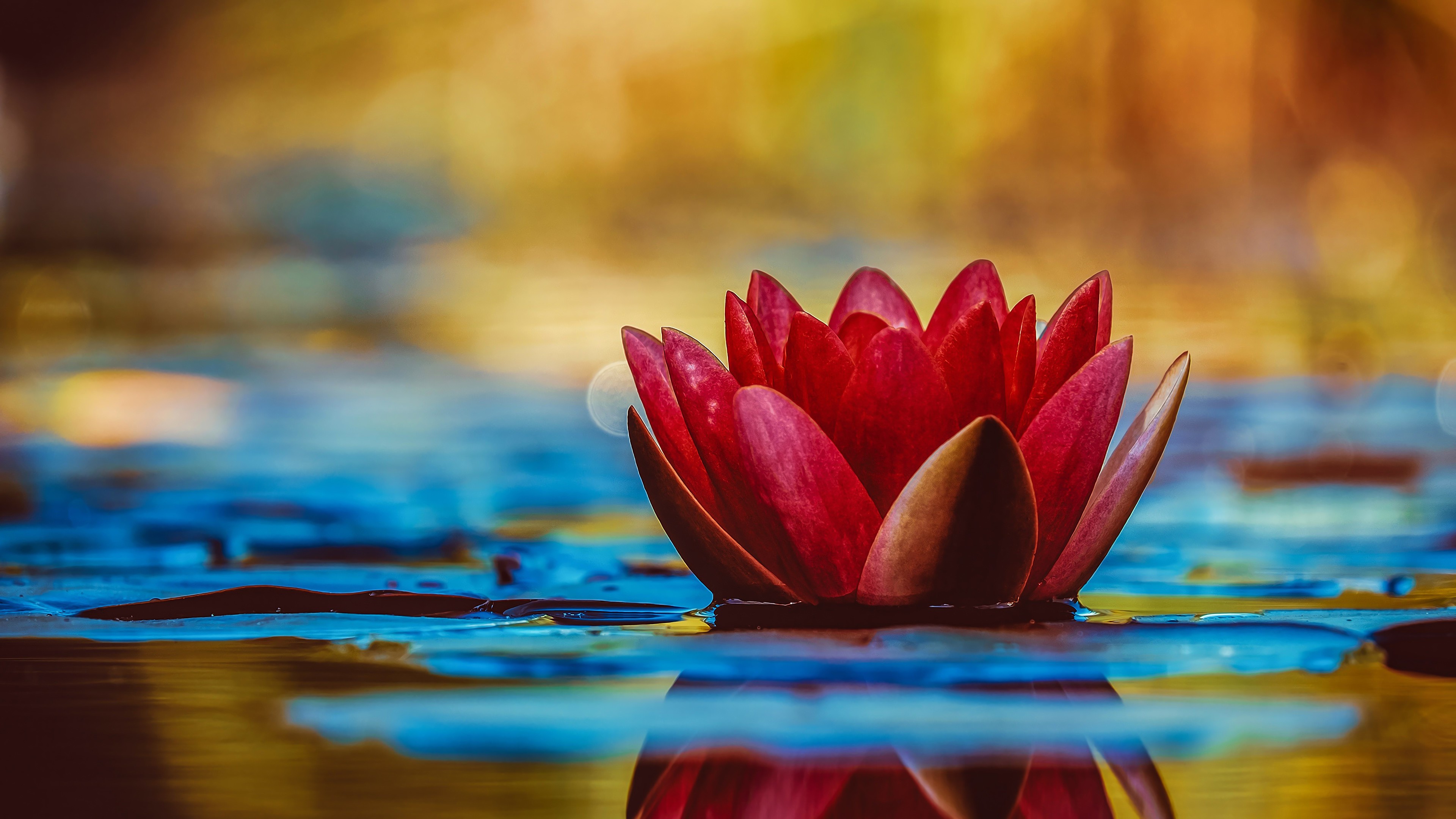 Lotus, Nature, Plant, 4K Gallery HD Wallpaper