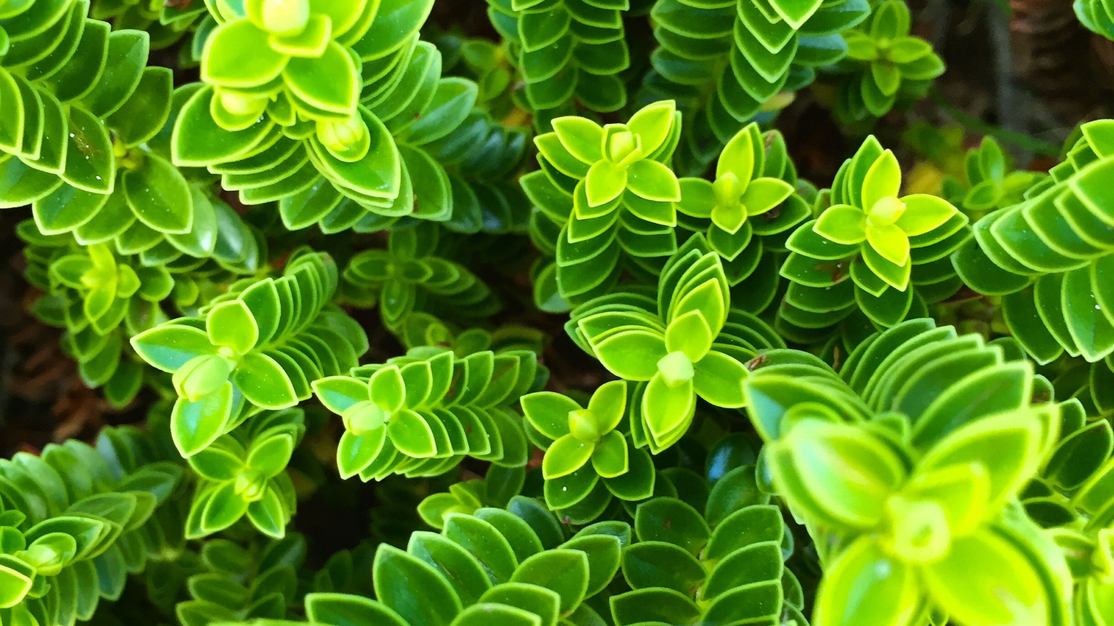 100+] Plant 4k Wallpapers | Wallpapers.com