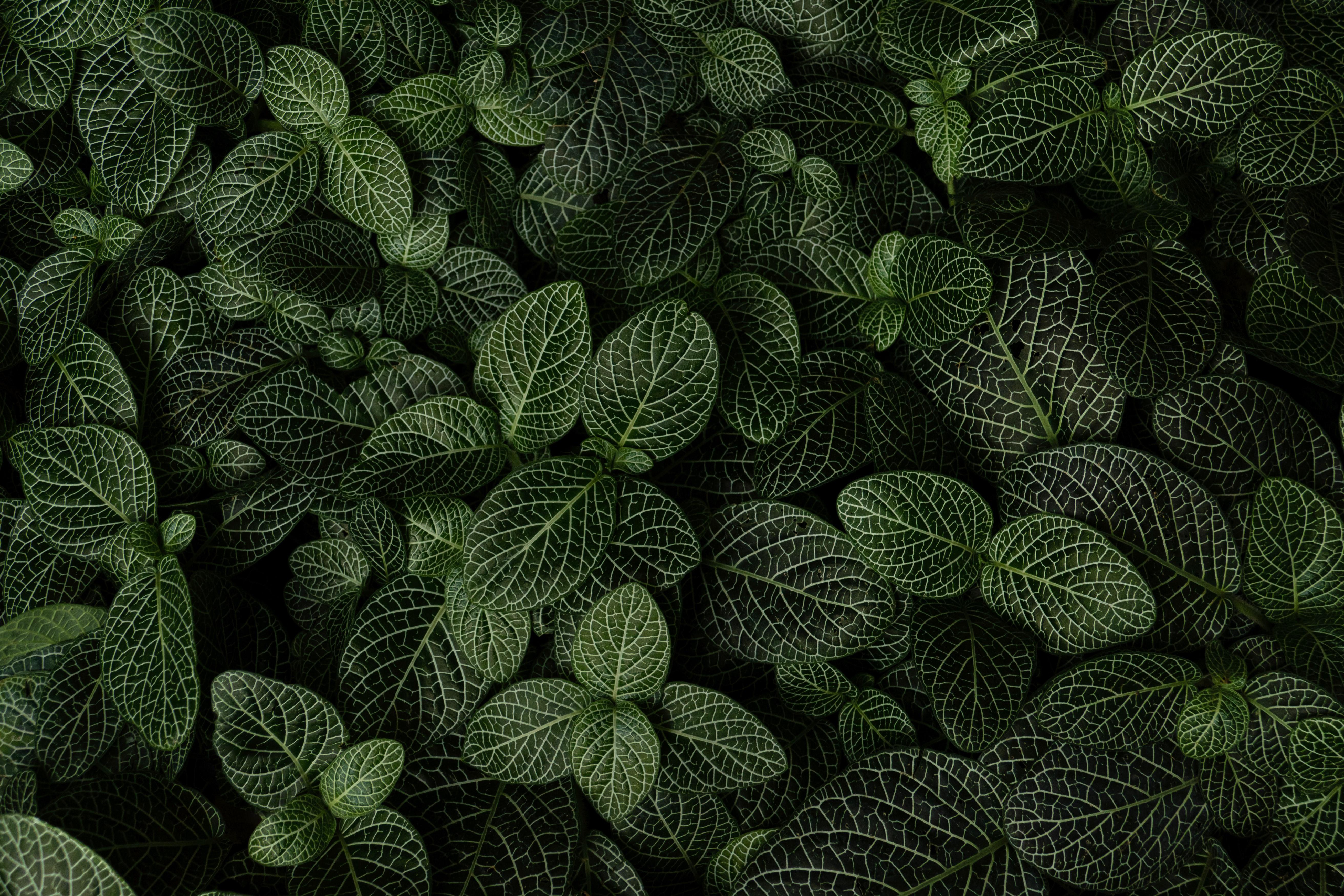 Plant 4k Ultra HD Wallpaper