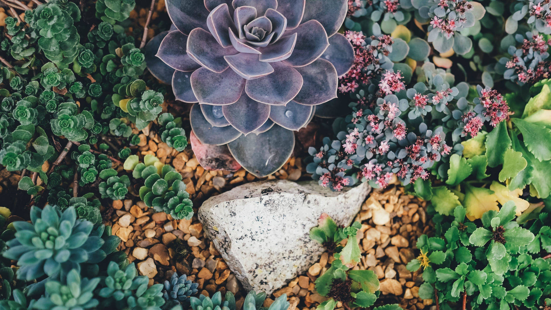 Download Succulent Plant 4K Desktop