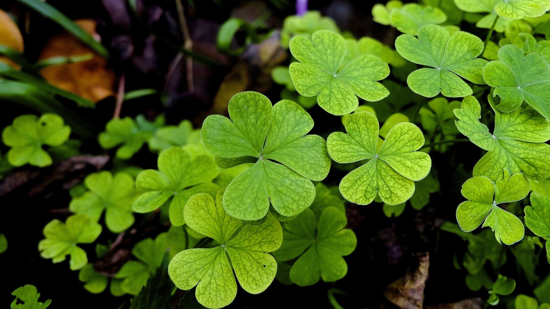 Desktop Wallpaper Clover, Leaves, Plants, 4k, HD Image, Picture, Background, 686927