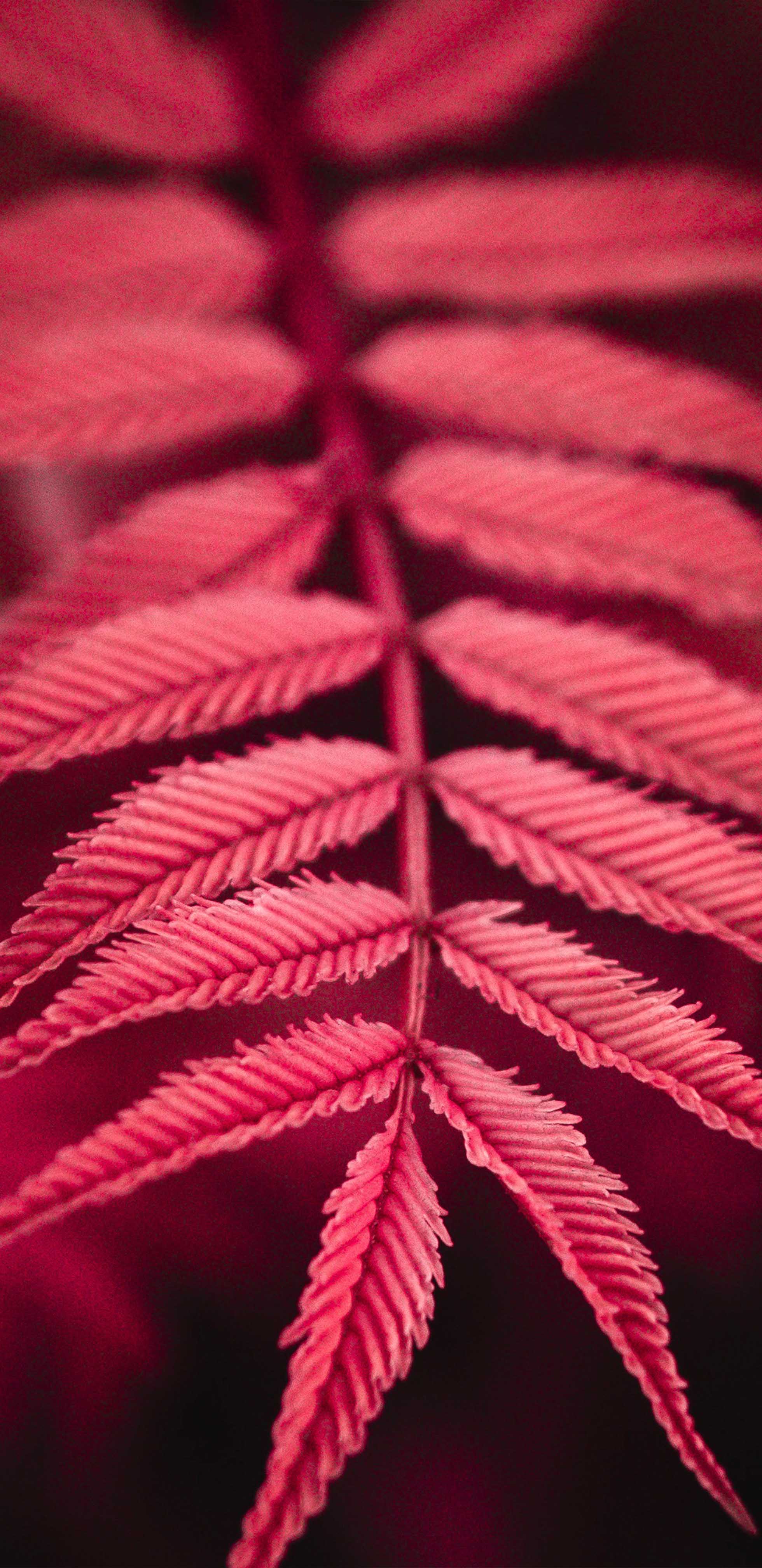 Red Plant Leaves 4K Ultra HD Mobile Wallpaper