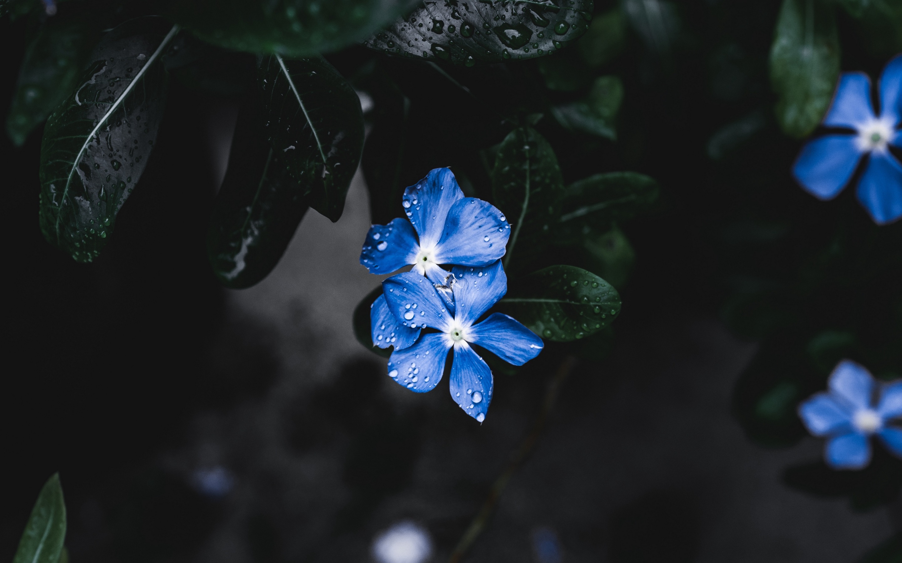 Wallpaper 4k flowers, leaves, plant, drops 4k Wallpaper