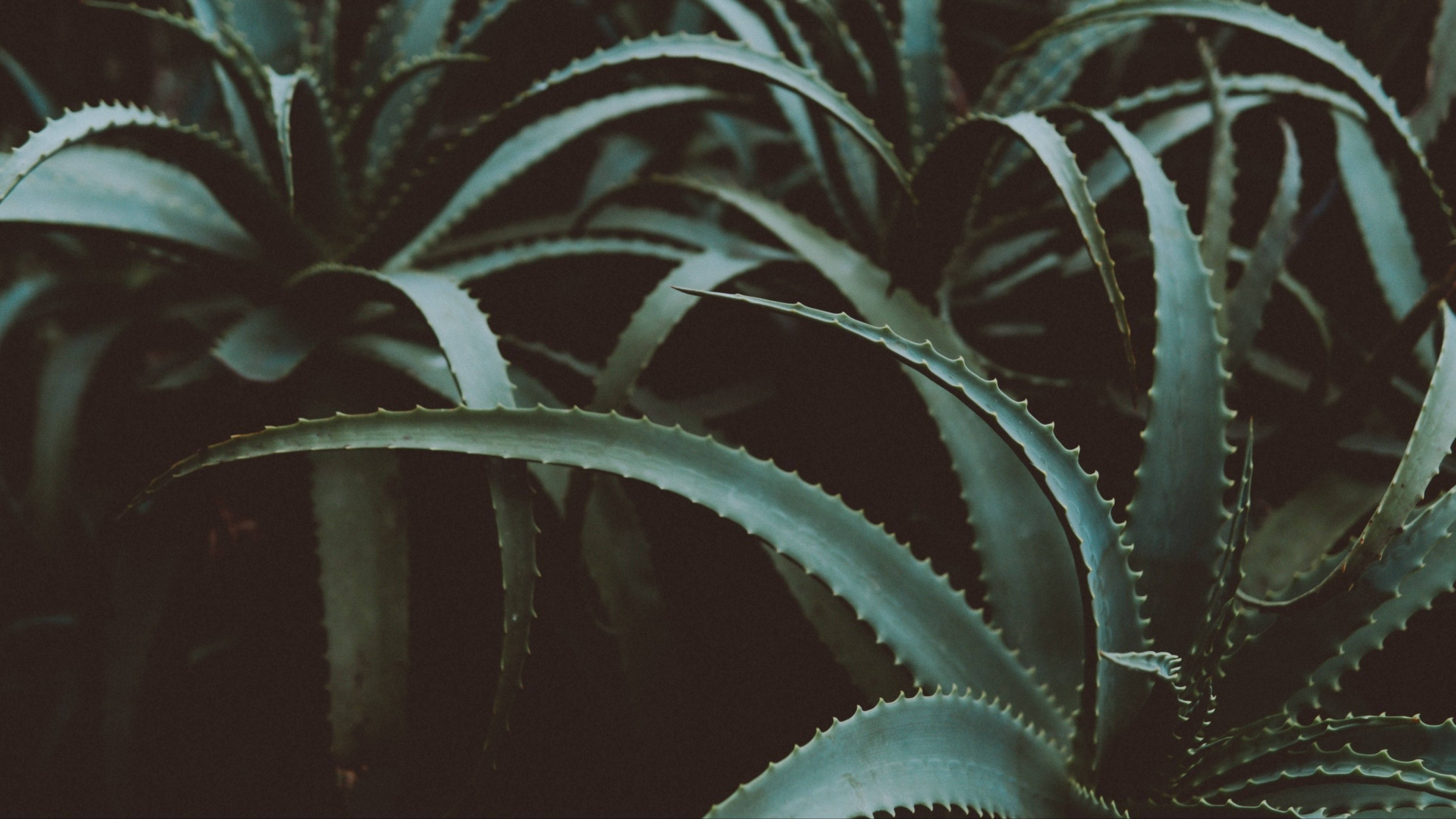 Download Aloe Vera Plant 4k Background Wallpaper