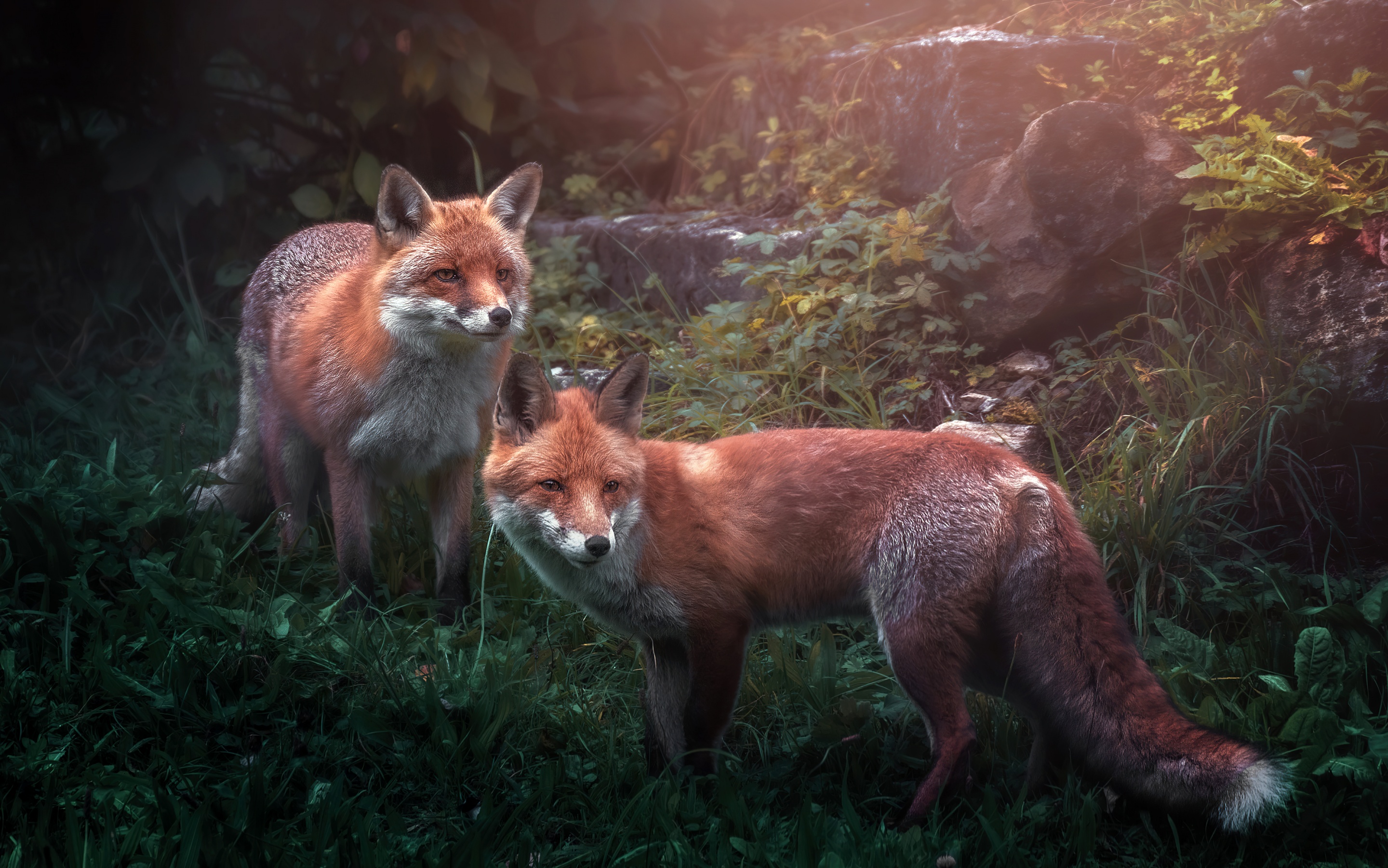 Red fox Wallpaper 4K, Wild animals, Fox pair