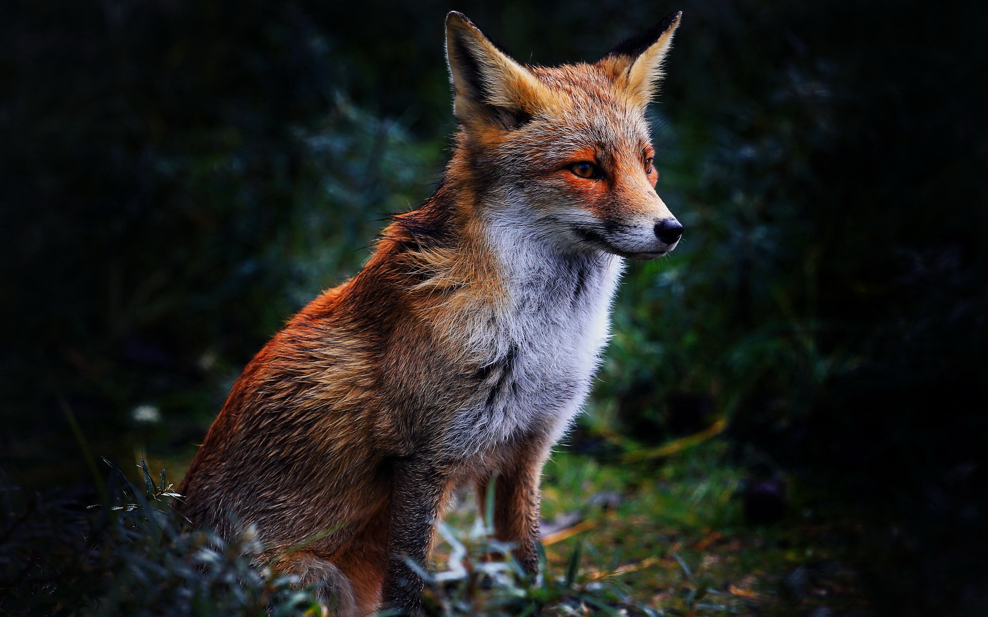 Free download fox Ecosia [1920x1200] for your Desktop, Mobile & Tablet. Explore Red Fox Wallpaper. Fox Logo Wallpaper, Fox Hound Wallpaper, Red Fox Wallpaper
