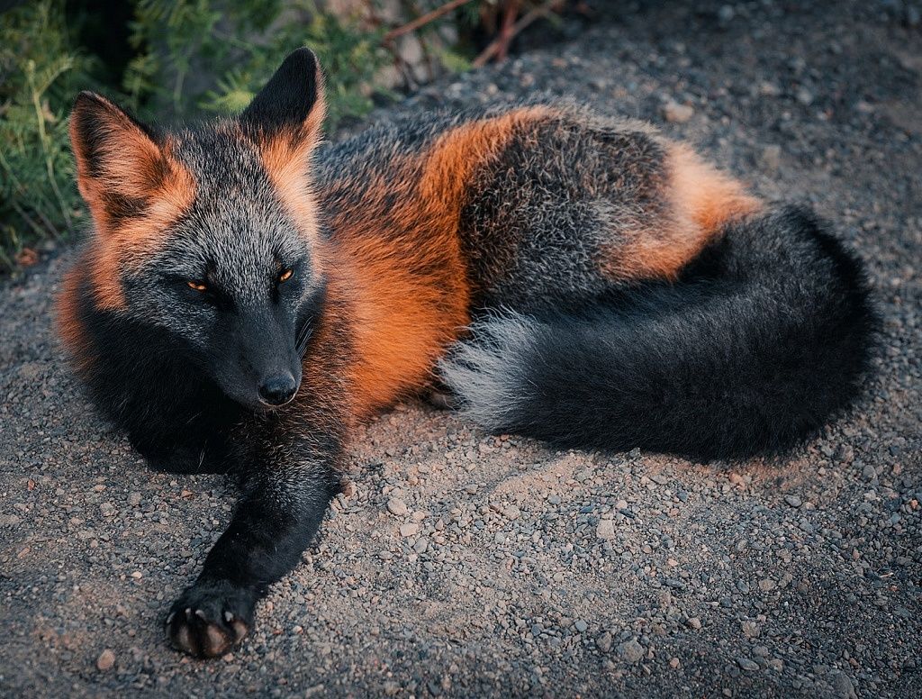 The incredibly rare and majestic Melanistic fox. Pretty animals, Cute animals, Animals beautiful