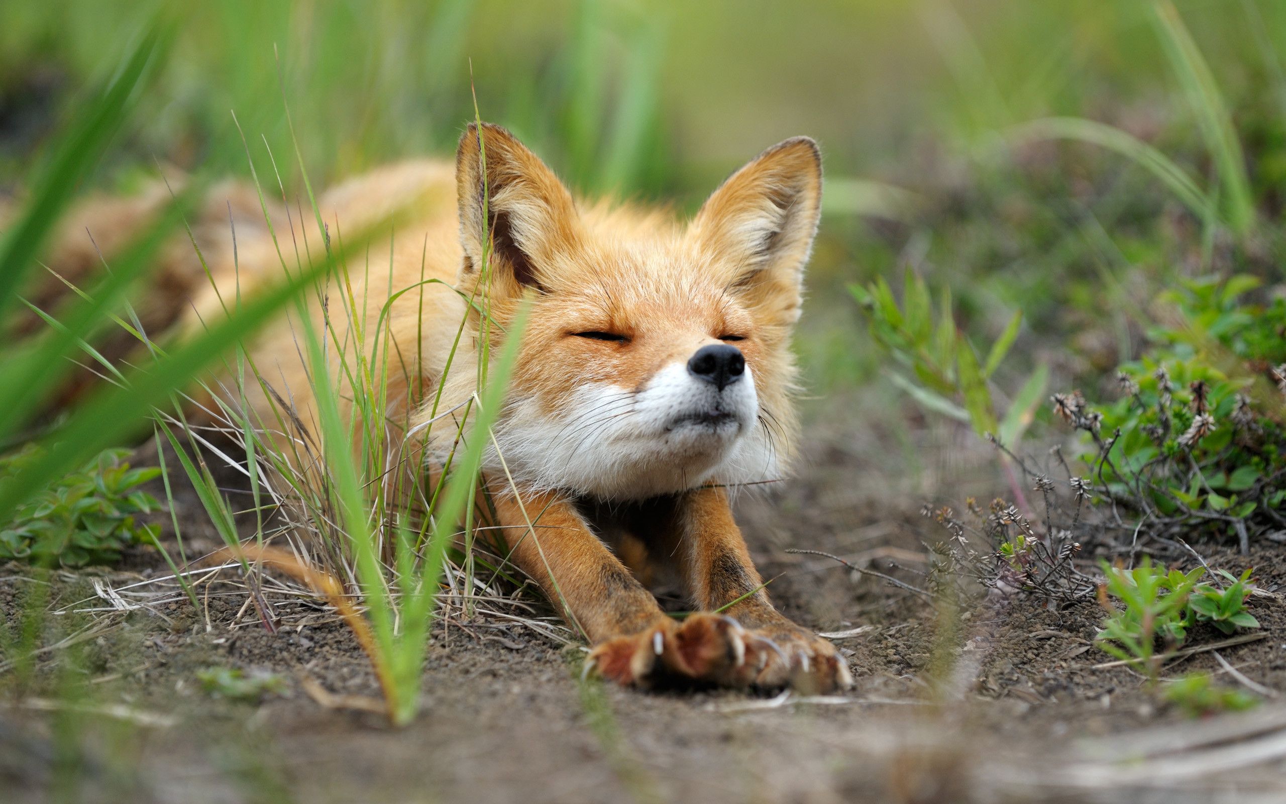 Free download Cute Fox Wallpaper Top Free Cute Fox Background [2560x1600] for your Desktop, Mobile & Tablet. Explore Cute Fox Wallpaper. Megan Fox Background, Fox Logo Wallpaper, Fox Hound Wallpaper