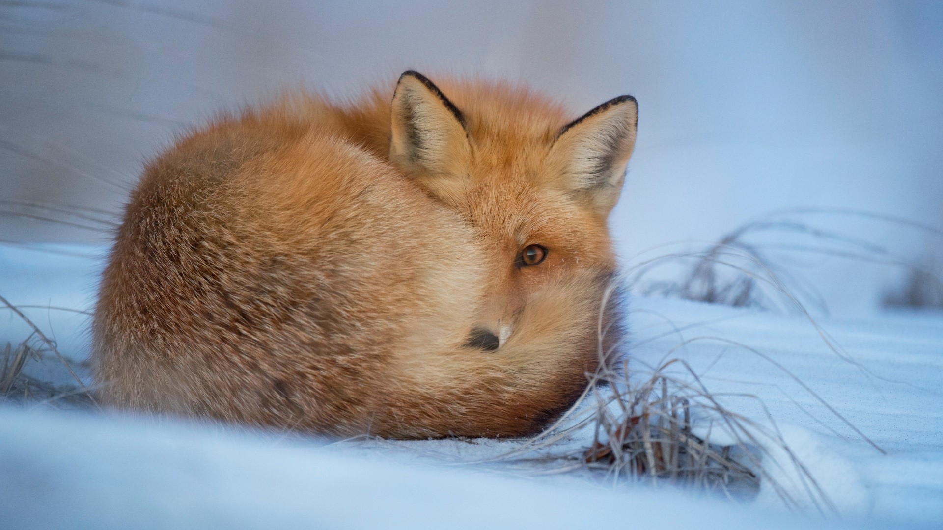 Wallpaper, animals, snow, winter, cold, wildlife, whiskers, fauna, vertebrate, dog like mammal, red fox, rabits and hares 1920x1080