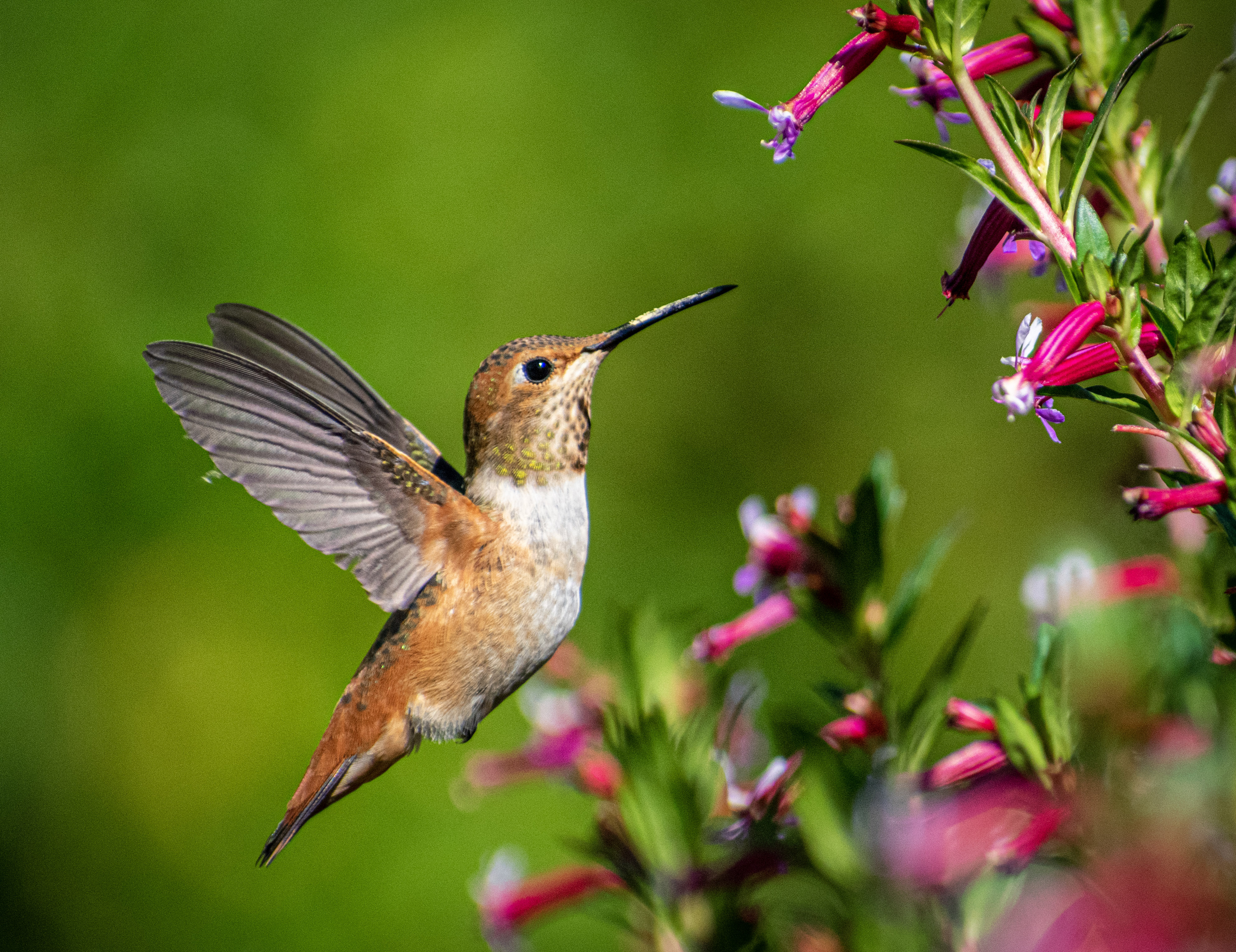 When will hummingbirds appear in WV?