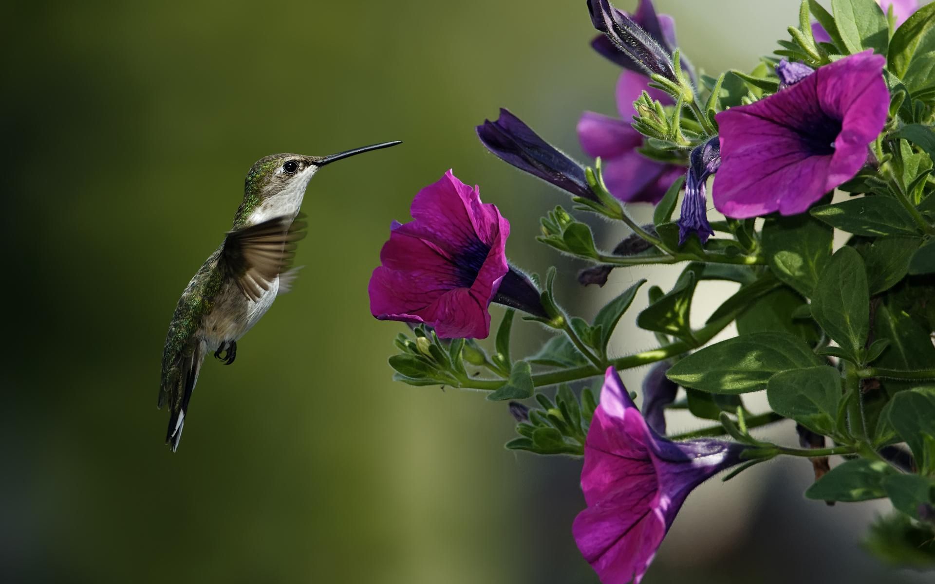Hummingbirds and Flowers Wallpaper